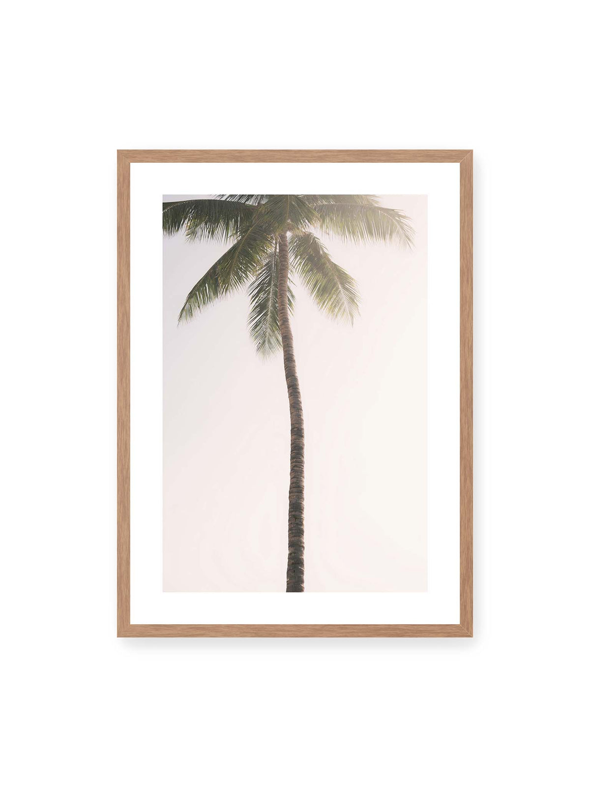 50x70 cm, weißer Galerie-Rand, Eichenrahmen – Einzelne hohe Palme mit schlankem Stamm und ausladenden grünen Wedeln vor einem fast weißen Himmel.