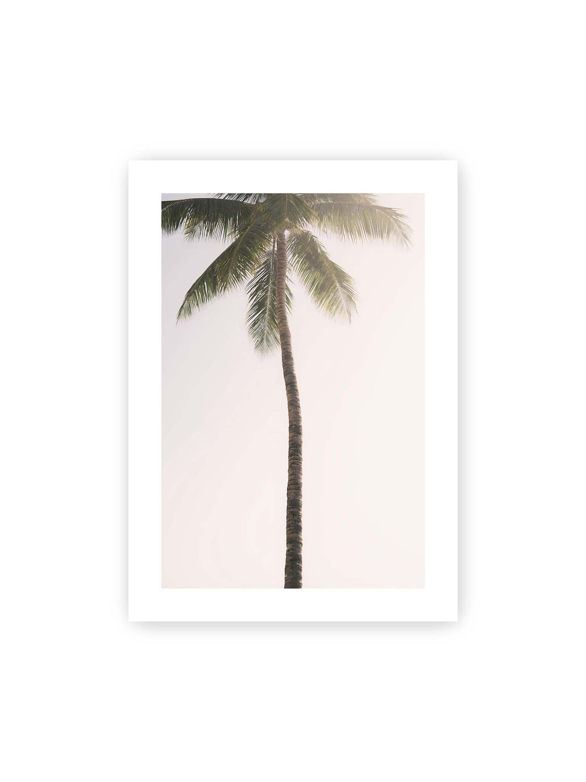 50x70 cm, weißer Galerie-Rand – Einzelne hohe Palme mit schlankem Stamm und ausladenden grünen Wedeln vor einem fast weißen Himmel.