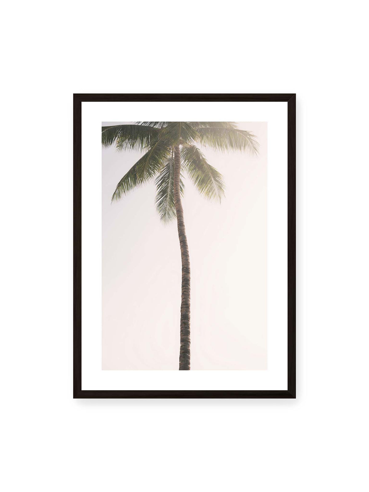 50x70 cm, weißer Galerie-Rand, schwarzer Rahmen – Einzelne hohe Palme mit schlankem Stamm und ausladenden grünen Wedeln vor einem fast weißen Himmel.