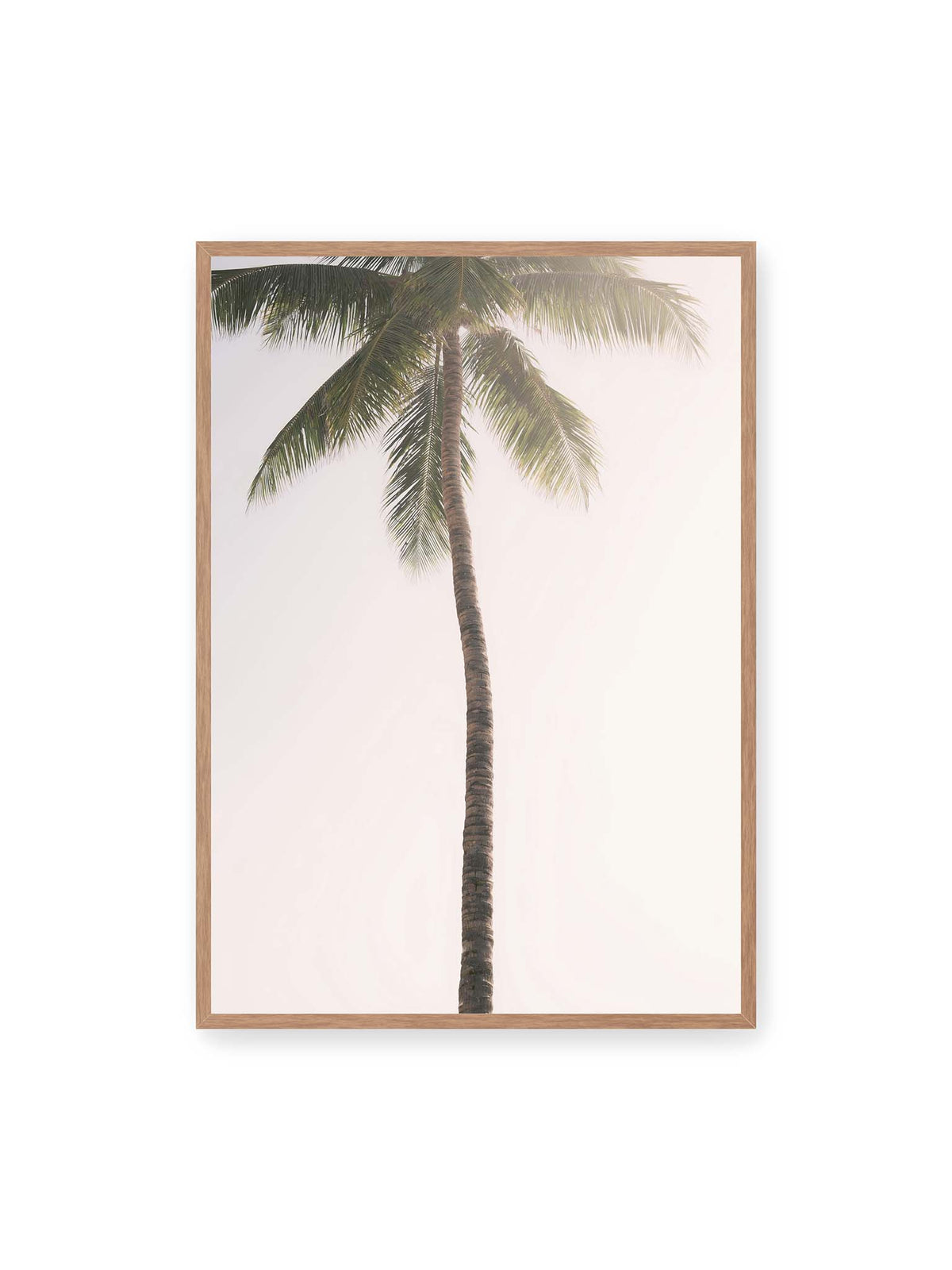 70x100 cm, Eichenrahmen – Einzelne hohe Palme mit schlankem Stamm und ausladenden grünen Wedeln vor einem fast weißen Himmel.