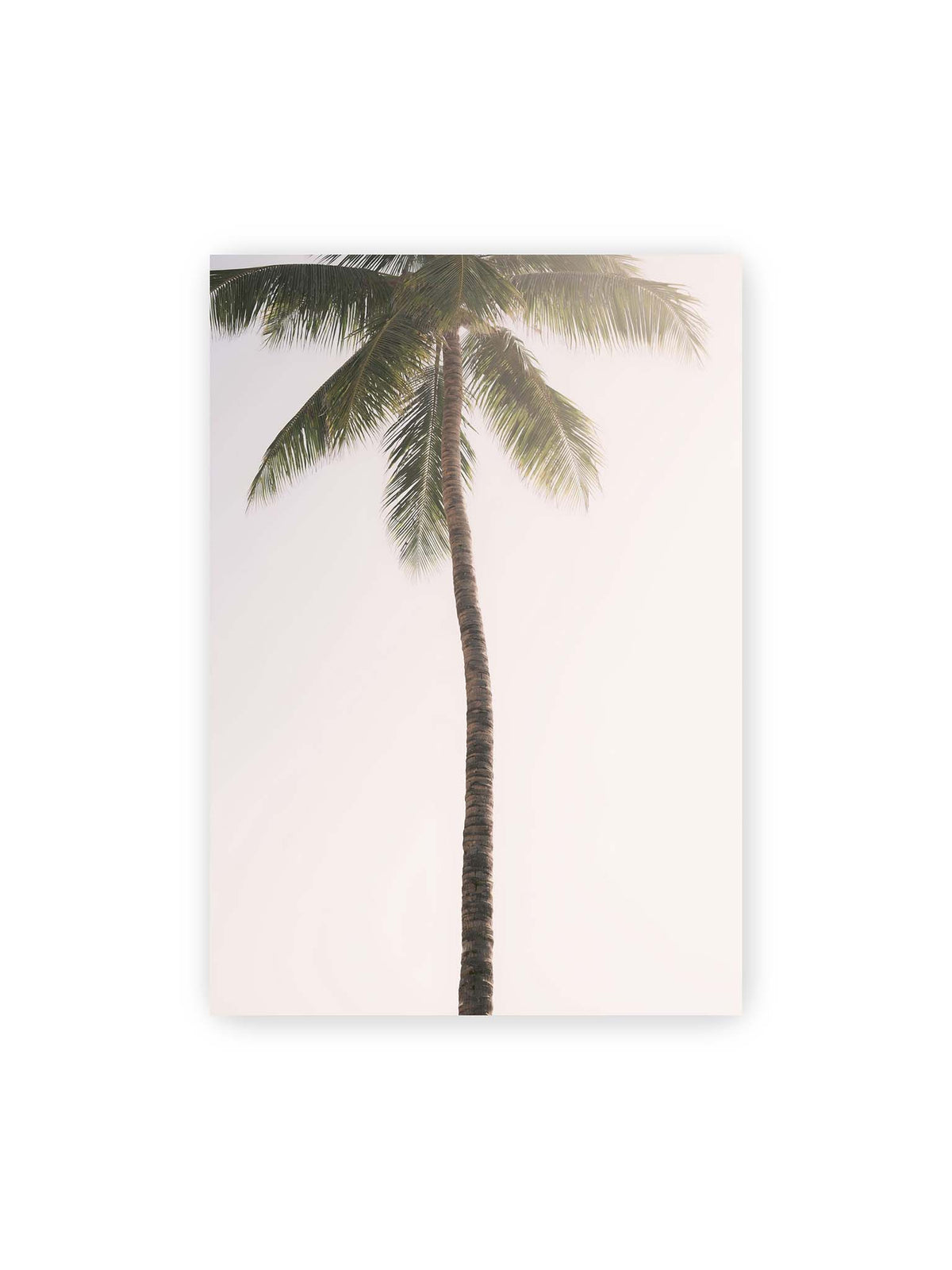 70x100 cm – Einzelne hohe Palme mit schlankem Stamm und ausladenden grünen Wedeln vor einem fast weißen Himmel.