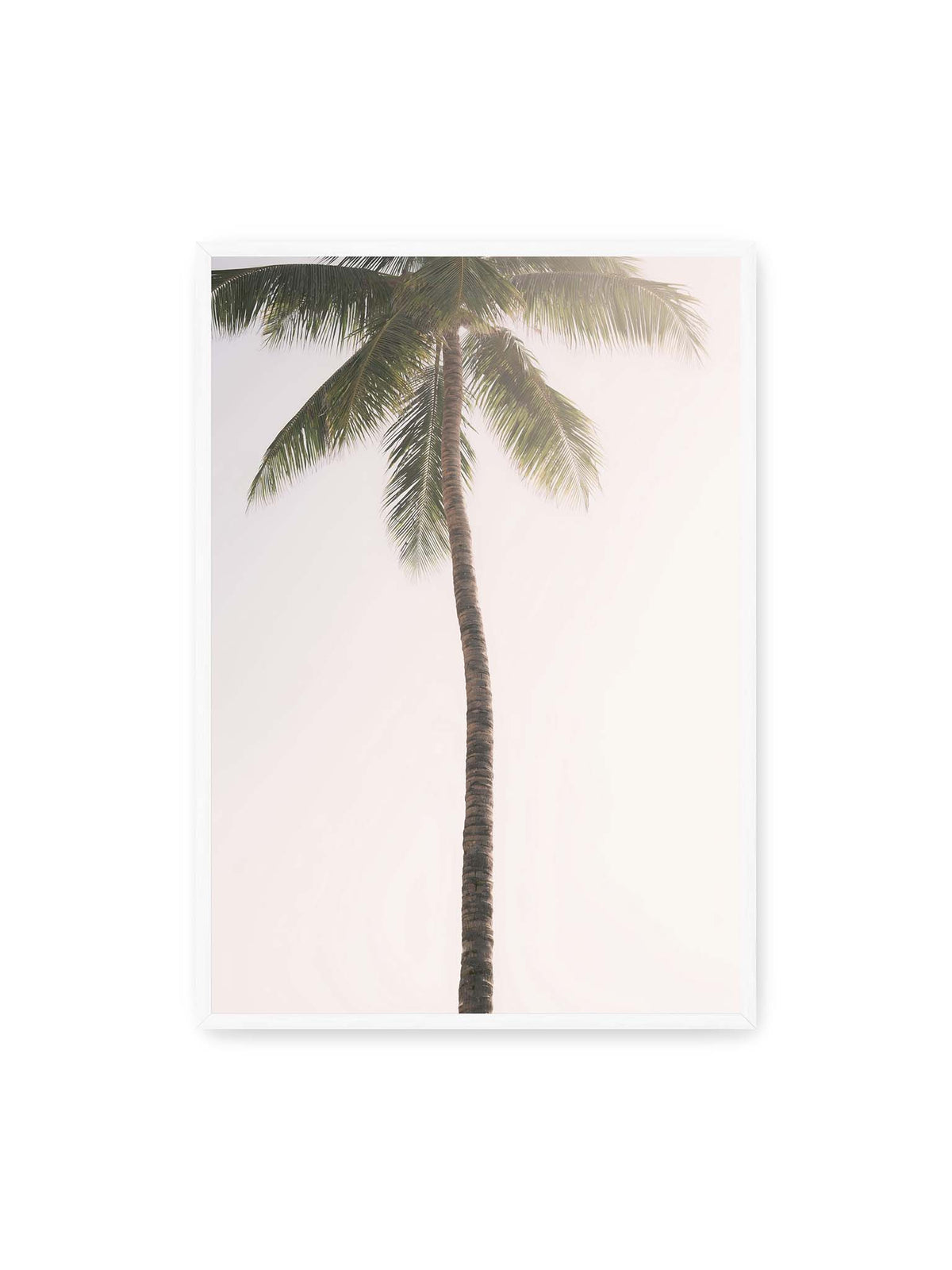 70x100 cm, weißer Rahmen – Einzelne hohe Palme mit schlankem Stamm und ausladenden grünen Wedeln vor einem fast weißen Himmel.