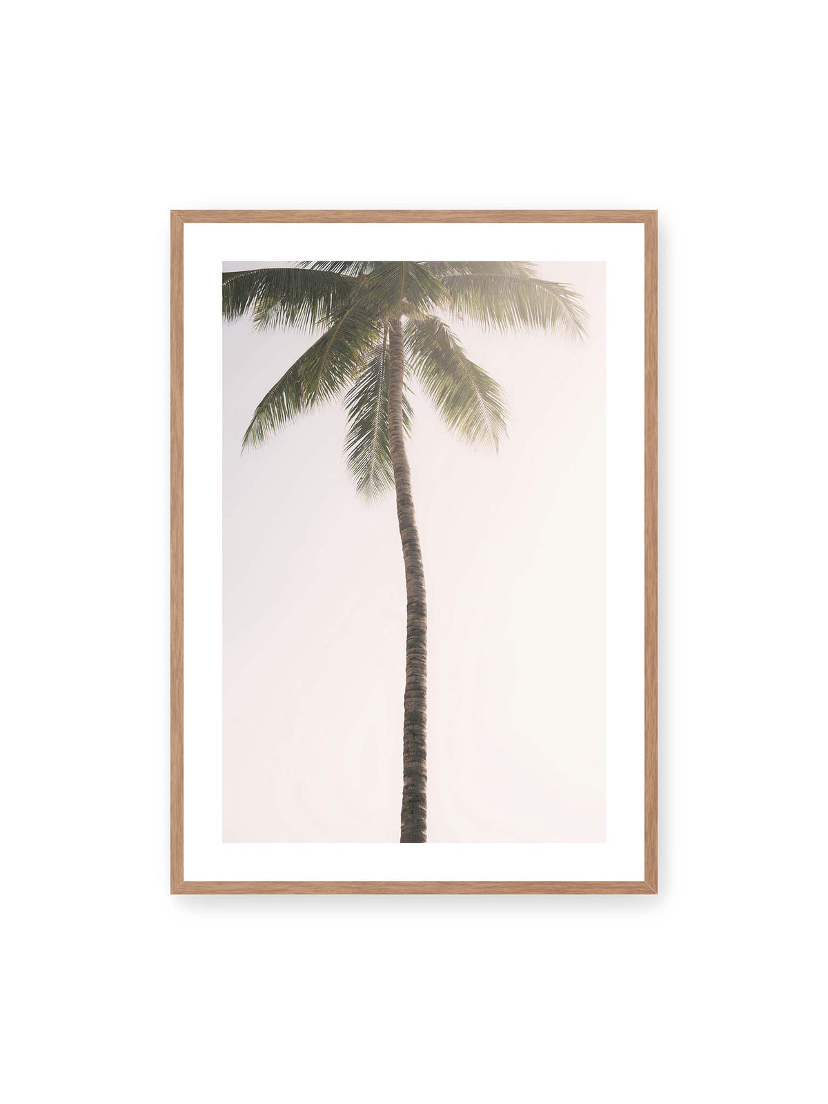 70x100 cm, weißer Galerie-Rand, Eichenrahmen – Einzelne hohe Palme mit schlankem Stamm und ausladenden grünen Wedeln vor einem fast weißen Himmel.