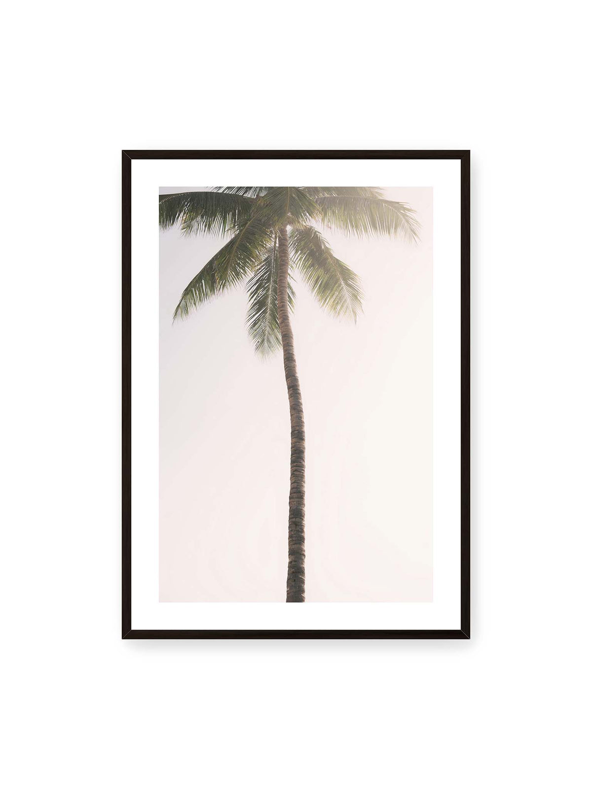 70x100 cm, weißer Galerie-Rand, schwarzer Rahmen – Einzelne hohe Palme mit schlankem Stamm und ausladenden grünen Wedeln vor einem fast weißen Himmel.
