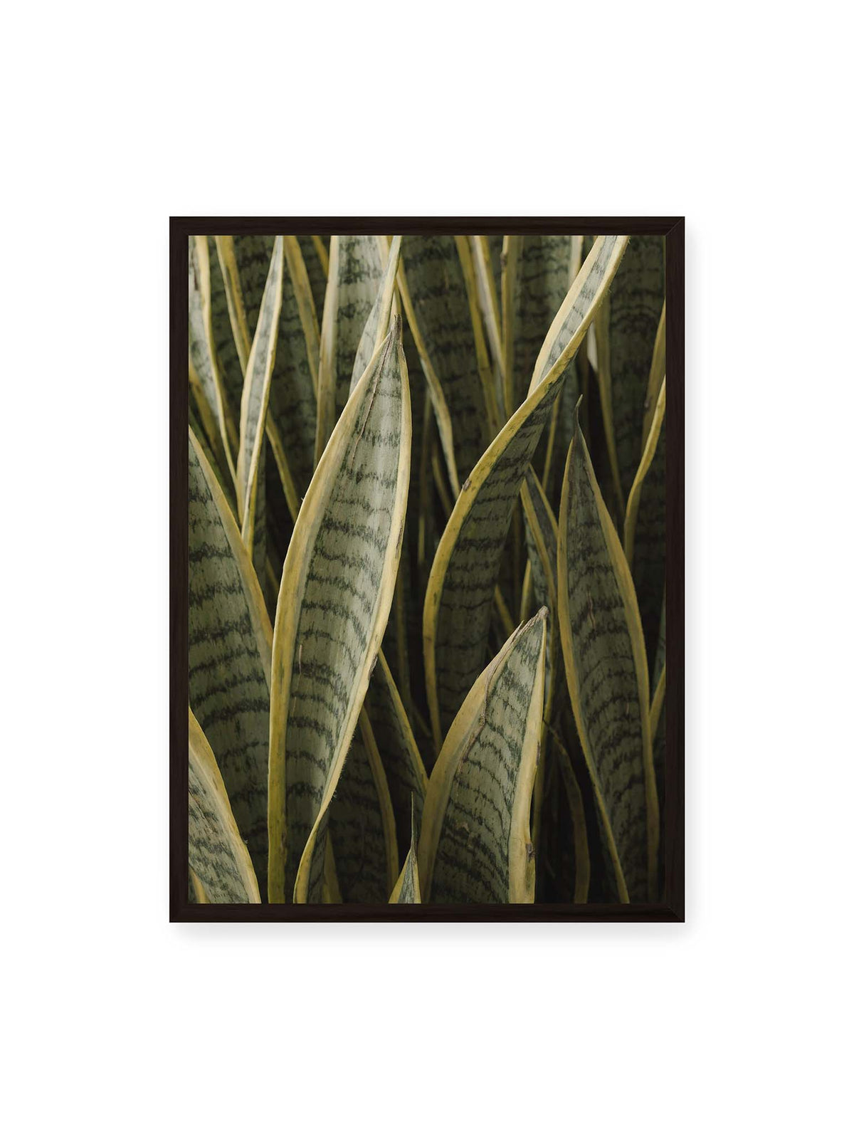 50x70 cm, schwarzer Rahmen – Dicht stehender schwertförmiger Bogenhanf mit dunklen Querstreifen und gelblichen Rändern.