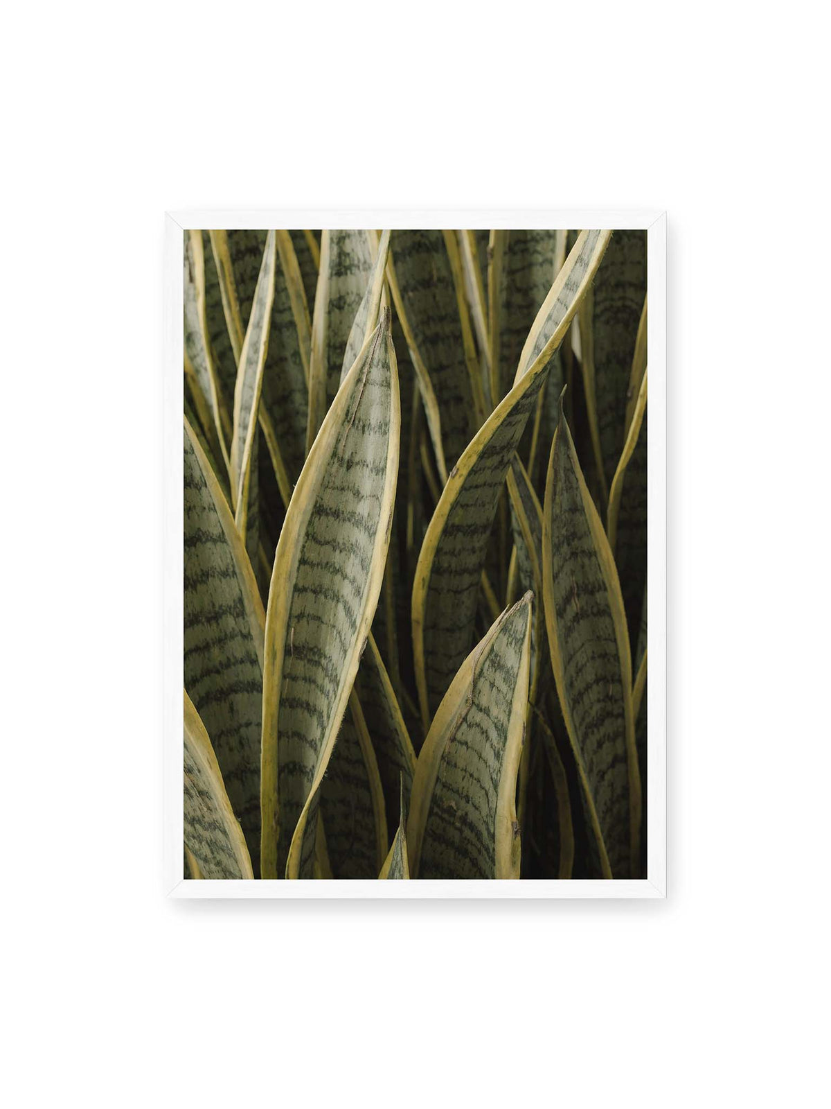 50x70 cm, weißer Rahmen – Dicht stehender schwertförmiger Bogenhanf mit dunklen Querstreifen und gelblichen Rändern.