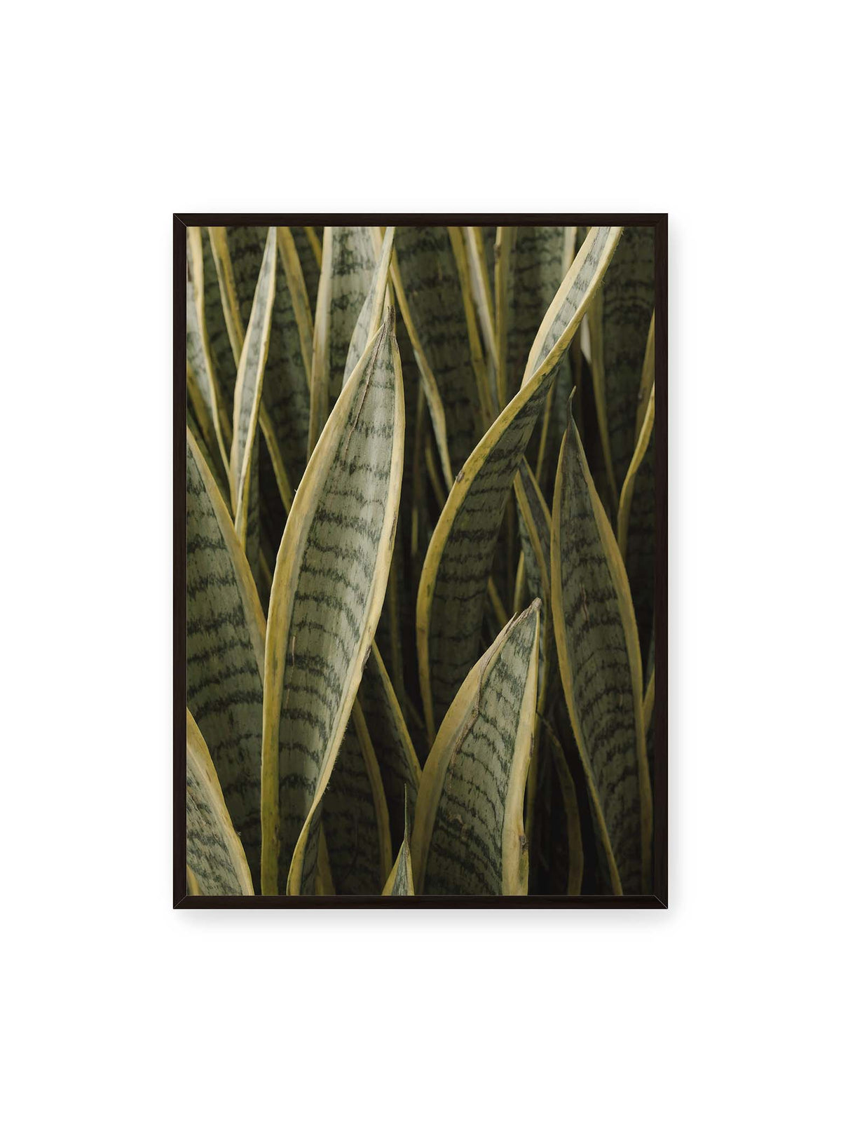 70x100 cm, schwarzer Rahmen – Dicht stehender schwertförmiger Bogenhanf mit dunklen Querstreifen und gelblichen Rändern.