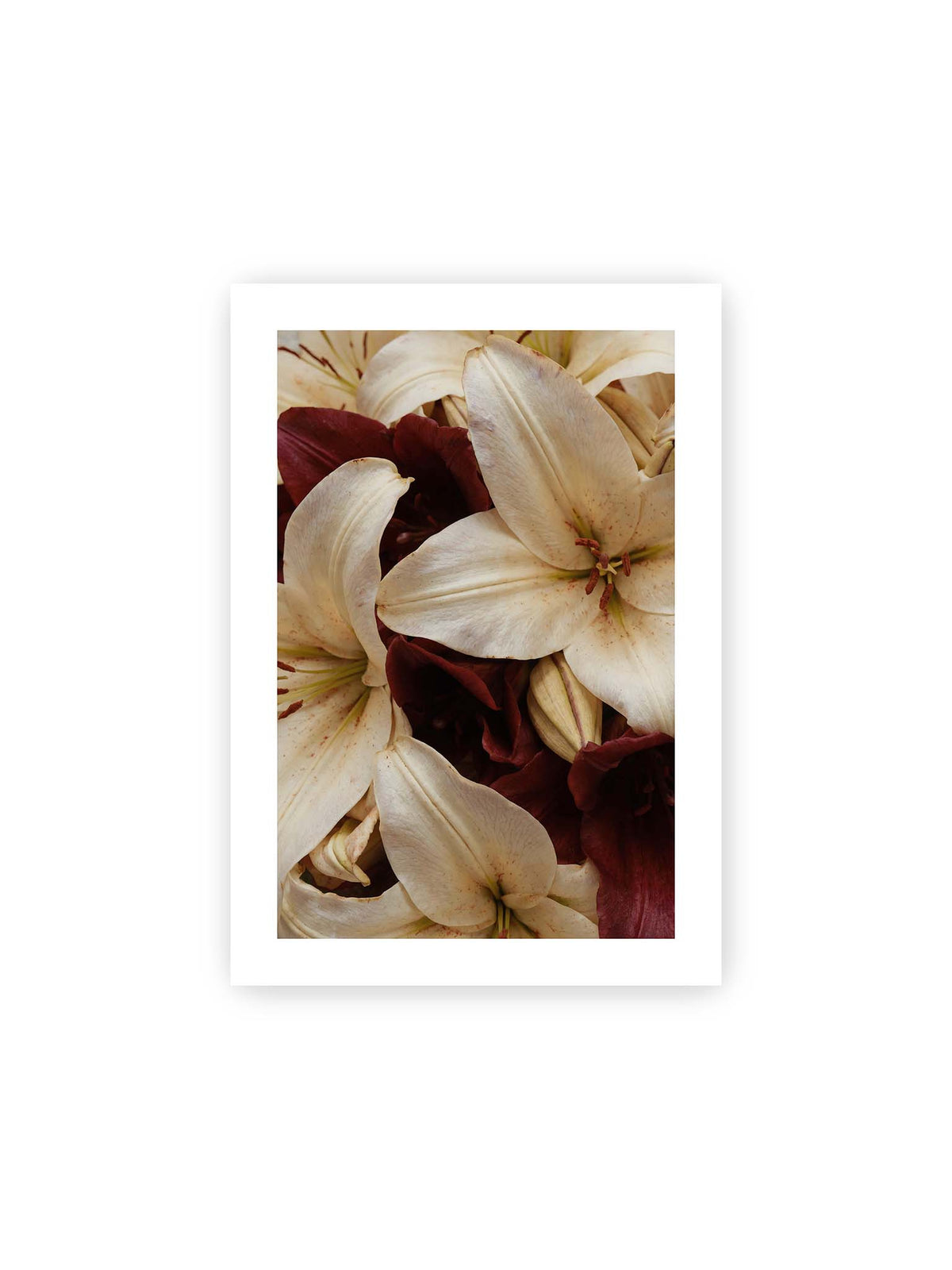 21x30 cm, weißer Galerie-Rand – Helle und dunkelrote Lilien liegen dicht übereinander, mit sichtbaren Staubgefäßen und geschlossenen Knospen.