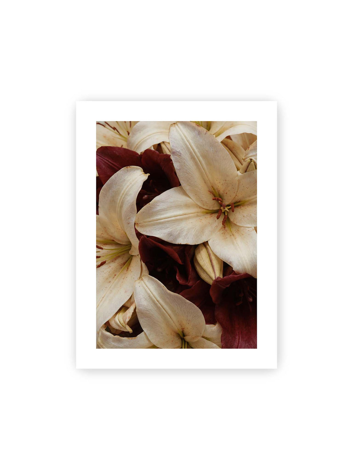 30x40 cm, weißer Galerie-Rand – Helle und dunkelrote Lilien liegen dicht übereinander, mit sichtbaren Staubgefäßen und geschlossenen Knospen.
