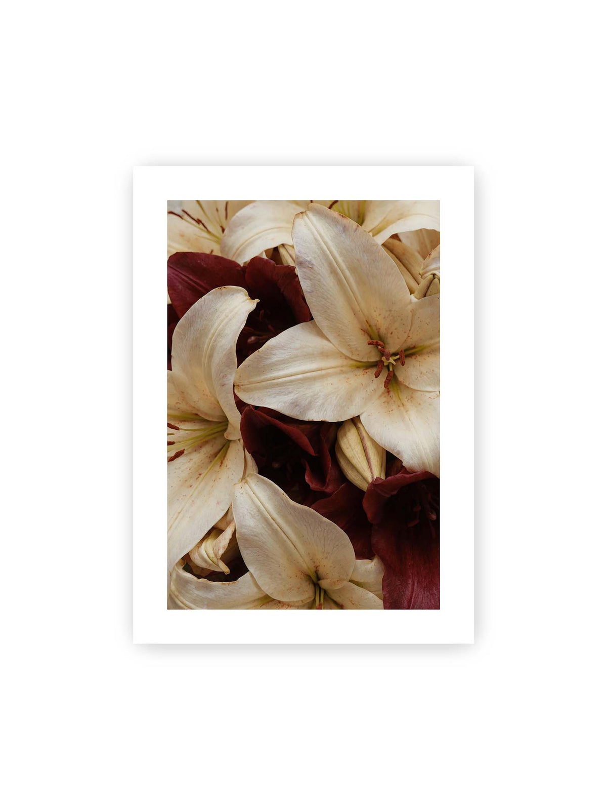 50x70 cm, weißer Galerie-Rand – Helle und dunkelrote Lilien liegen dicht übereinander, mit sichtbaren Staubgefäßen und geschlossenen Knospen.