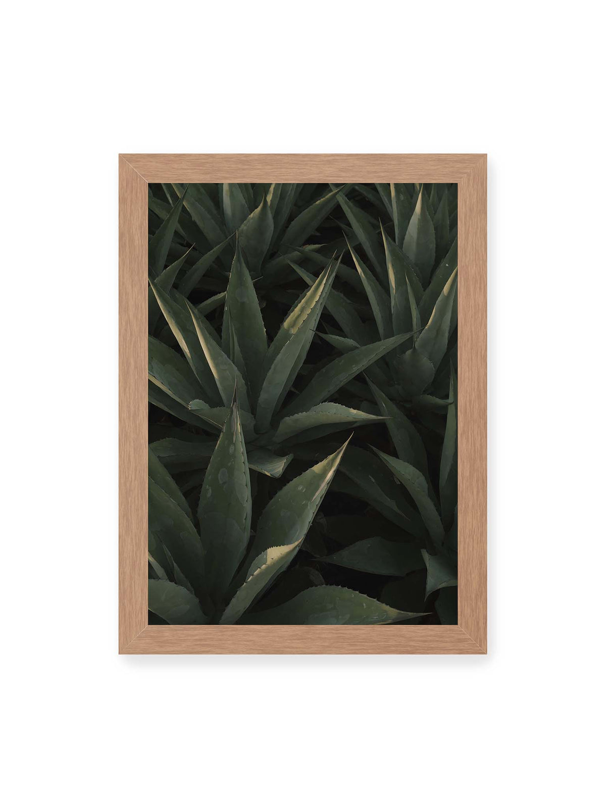21x30 cm, Eichenrahmen – Dicht stehende grüne Agaven mit spitzen, überlagerten Blättern und schmalen Lichtakzenten.