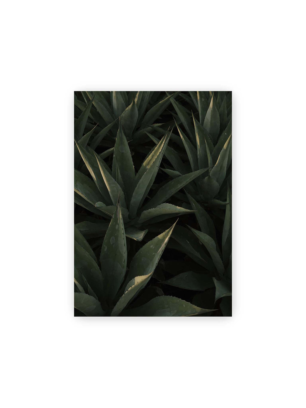 21x30 cm – Dicht stehende grüne Agaven mit spitzen, überlagerten Blättern und schmalen Lichtakzenten.