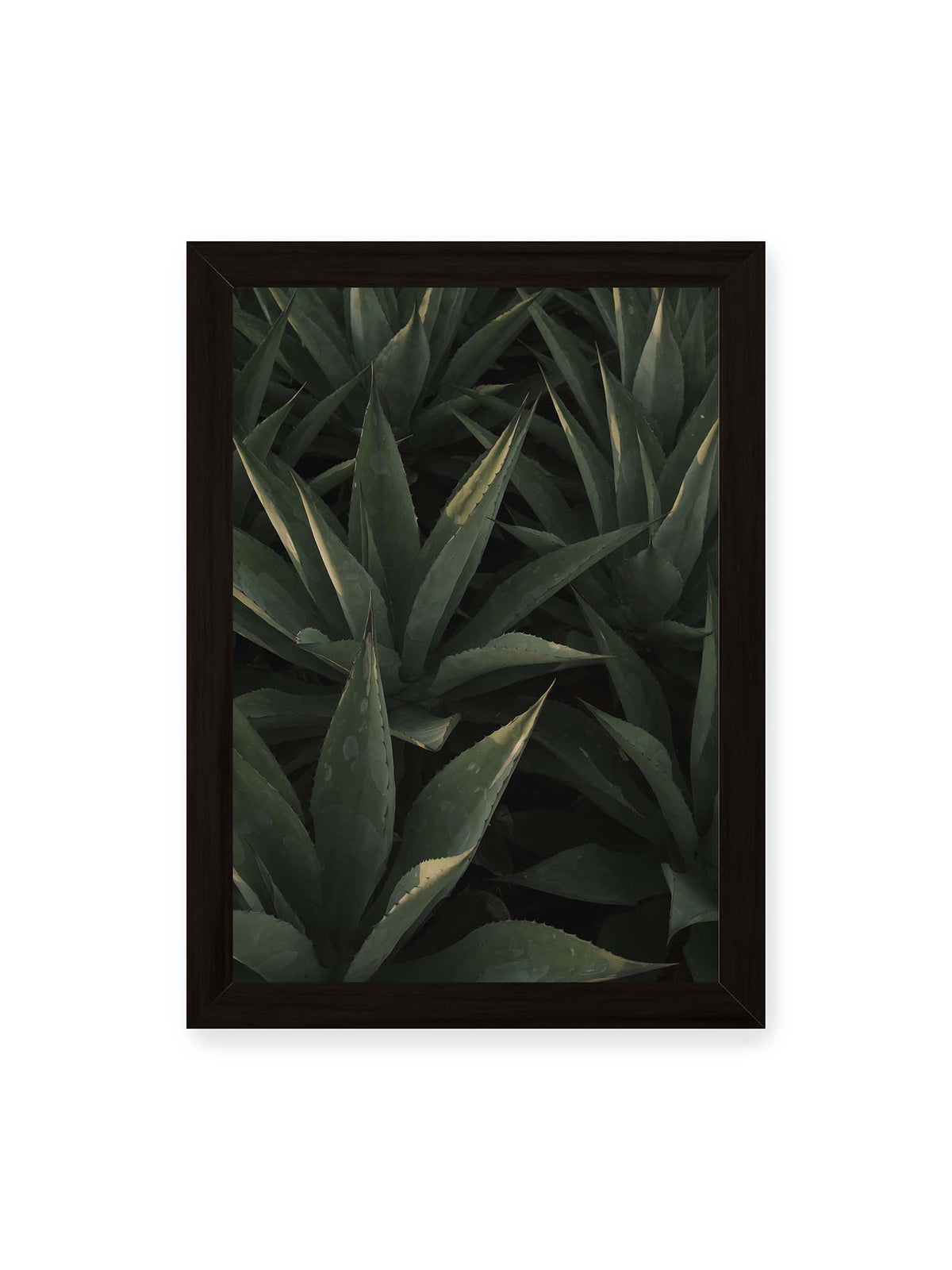 21x30 cm, schwarzer Rahmen – Dicht stehende grüne Agaven mit spitzen, überlagerten Blättern und schmalen Lichtakzenten.
