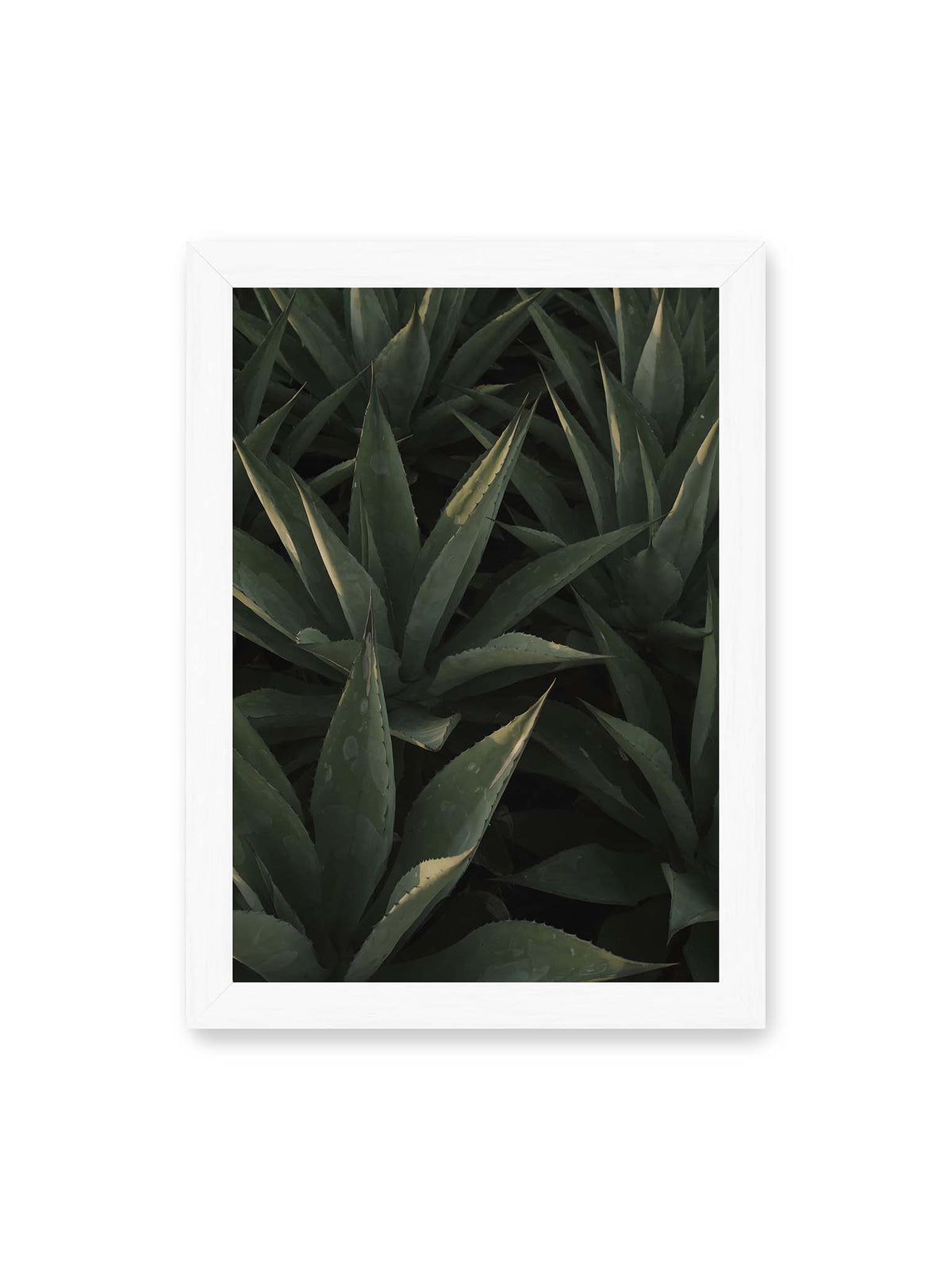 21x30 cm, weißer Rahmen – Dicht stehende grüne Agaven mit spitzen, überlagerten Blättern und schmalen Lichtakzenten.