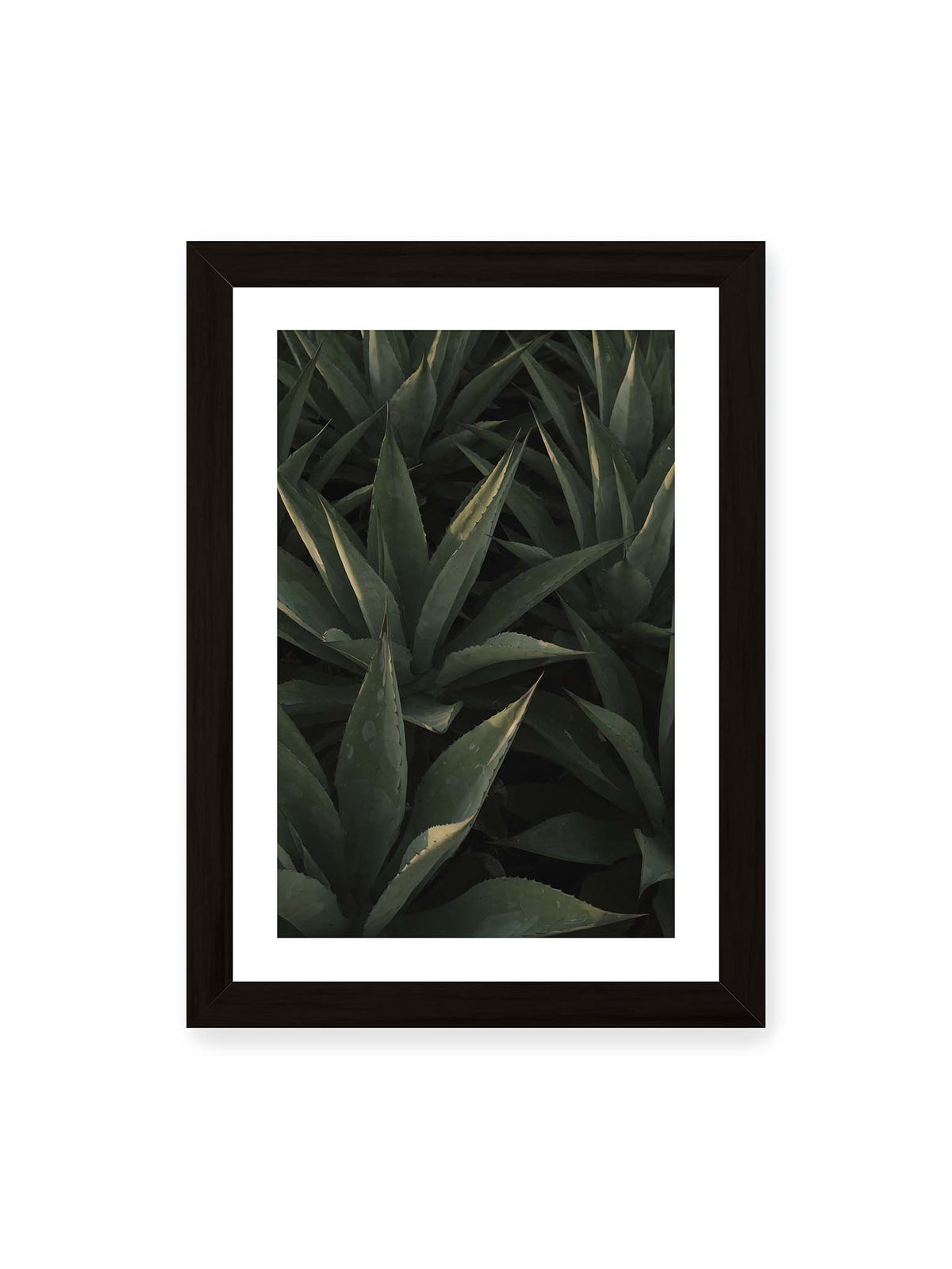21x30 cm, weißer Galerie-Rand, schwarzer Rahmen – Dicht stehende grüne Agaven mit spitzen, überlagerten Blättern und schmalen Lichtakzenten.