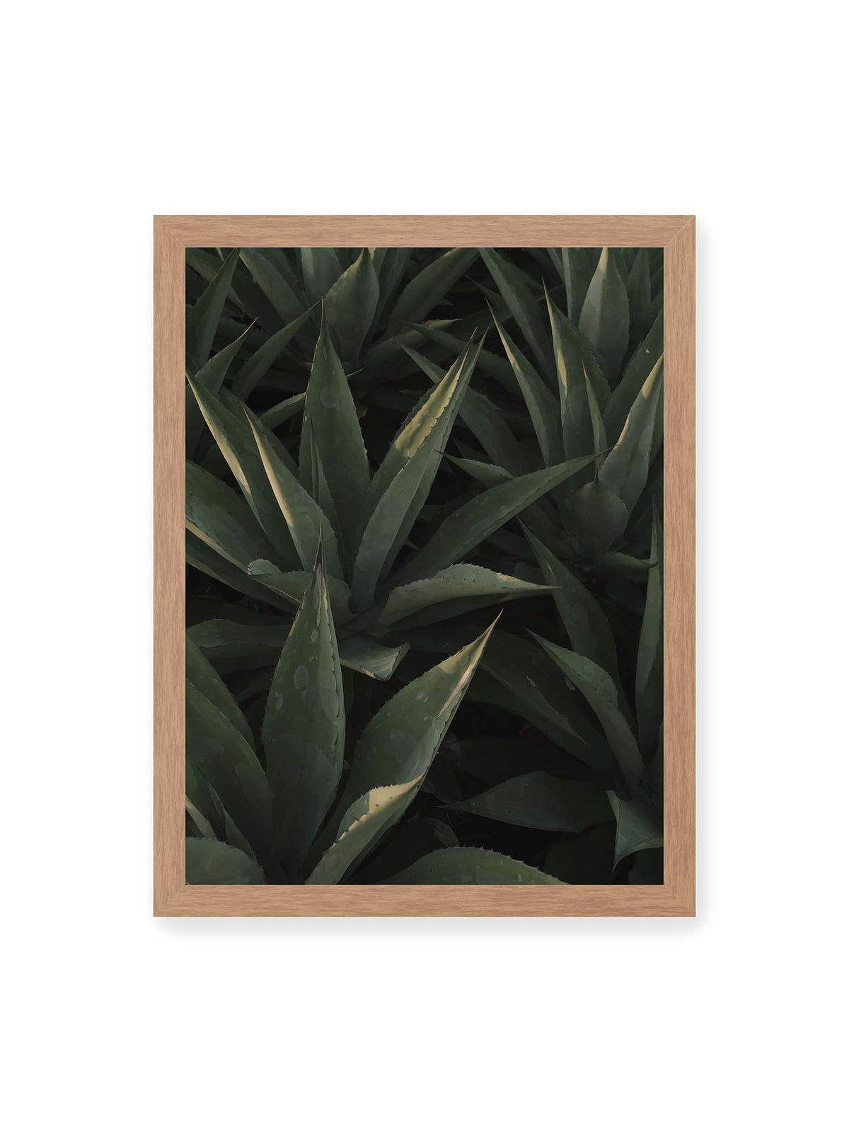 30x40 cm, Eichenrahmen – Dicht stehende grüne Agaven mit spitzen, überlagerten Blättern und schmalen Lichtakzenten.