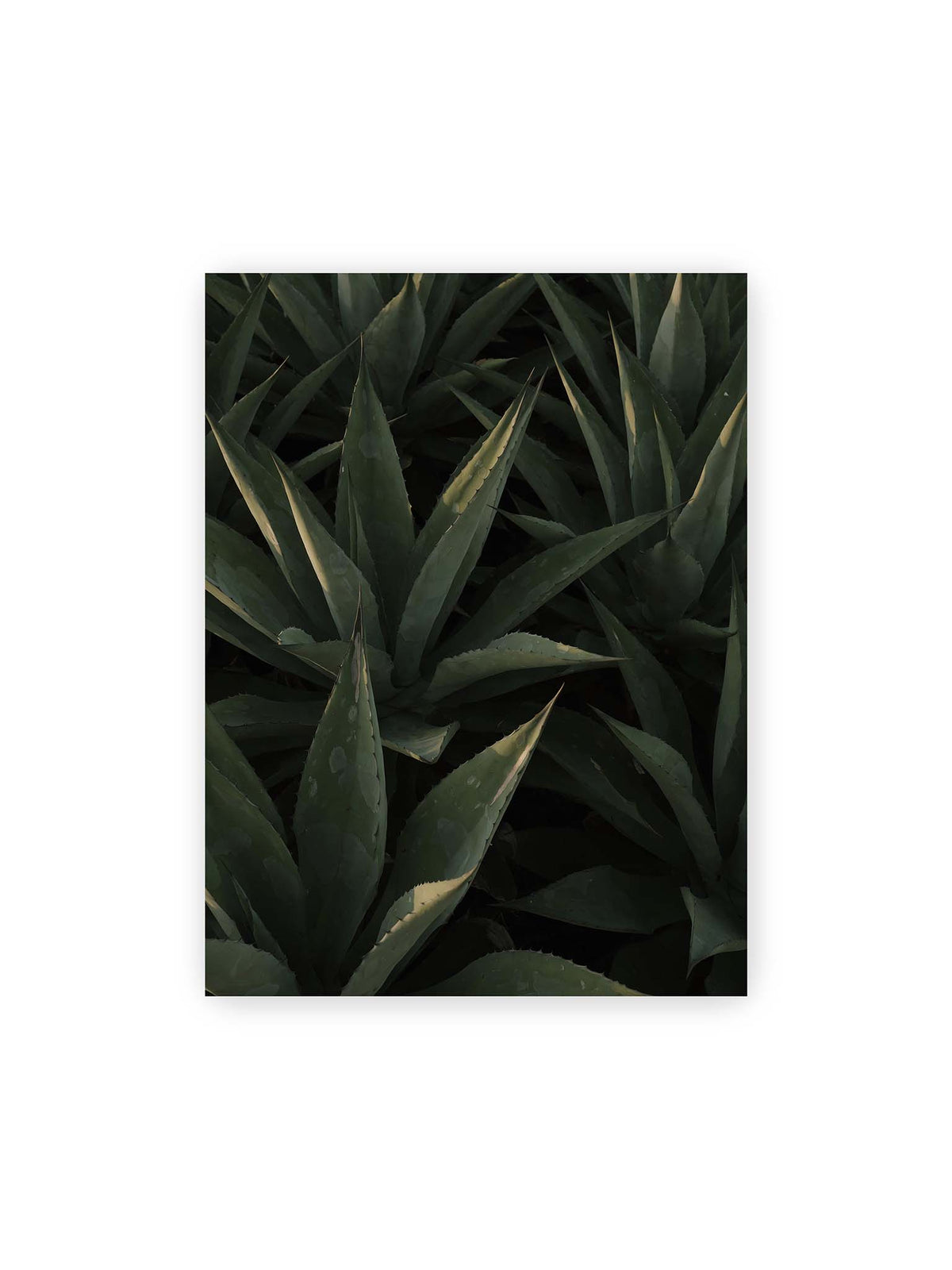 30x40 cm – Dicht stehende grüne Agaven mit spitzen, überlagerten Blättern und schmalen Lichtakzenten.