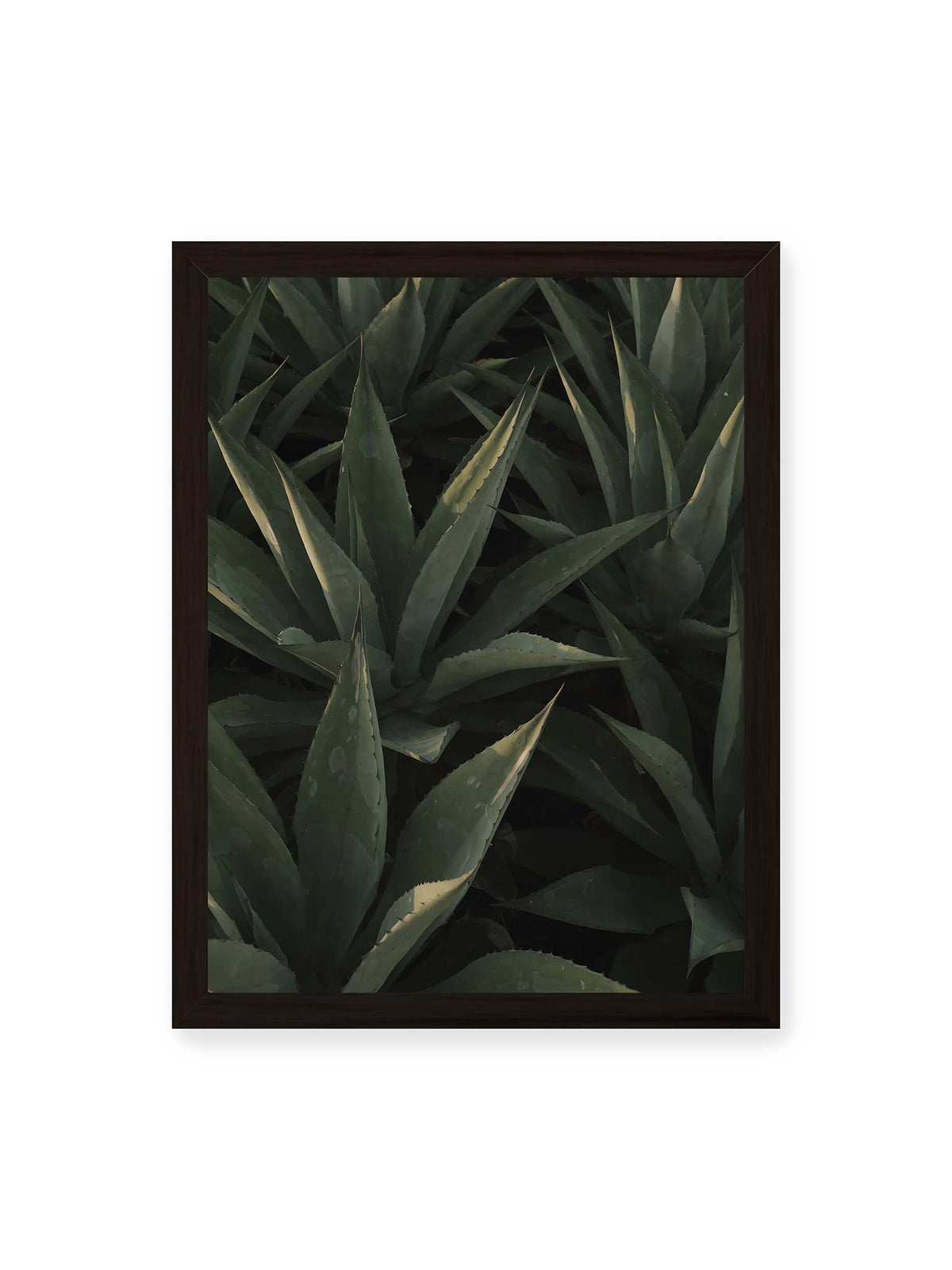30x40 cm, schwarzer Rahmen – Dicht stehende grüne Agaven mit spitzen, überlagerten Blättern und schmalen Lichtakzenten.