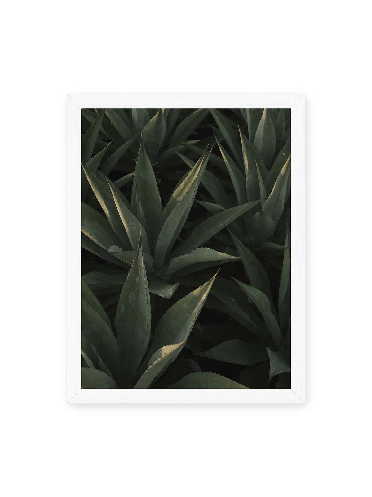 30x40 cm, weißer Rahmen – Dicht stehende grüne Agaven mit spitzen, überlagerten Blättern und schmalen Lichtakzenten.