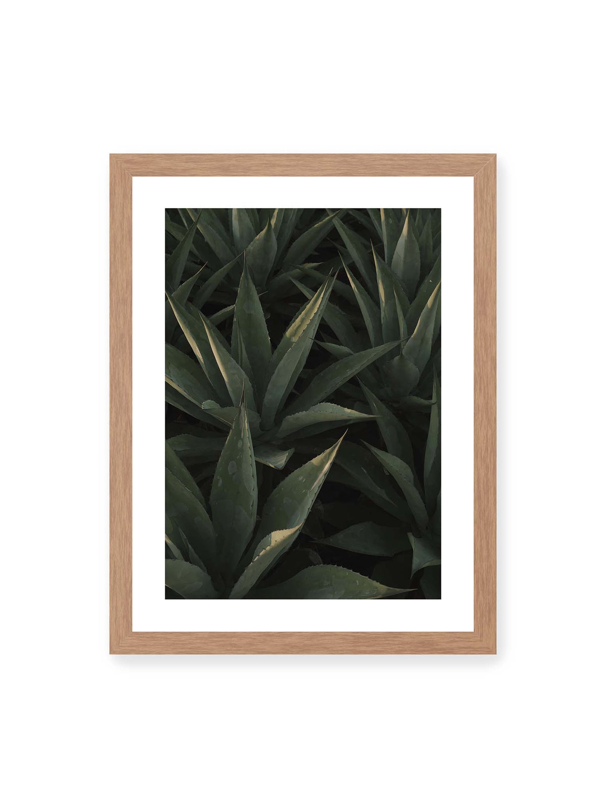 30x40 cm, weißer Galerie-Rand, Eichenrahmen – Dicht stehende grüne Agaven mit spitzen, überlagerten Blättern und schmalen Lichtakzenten.