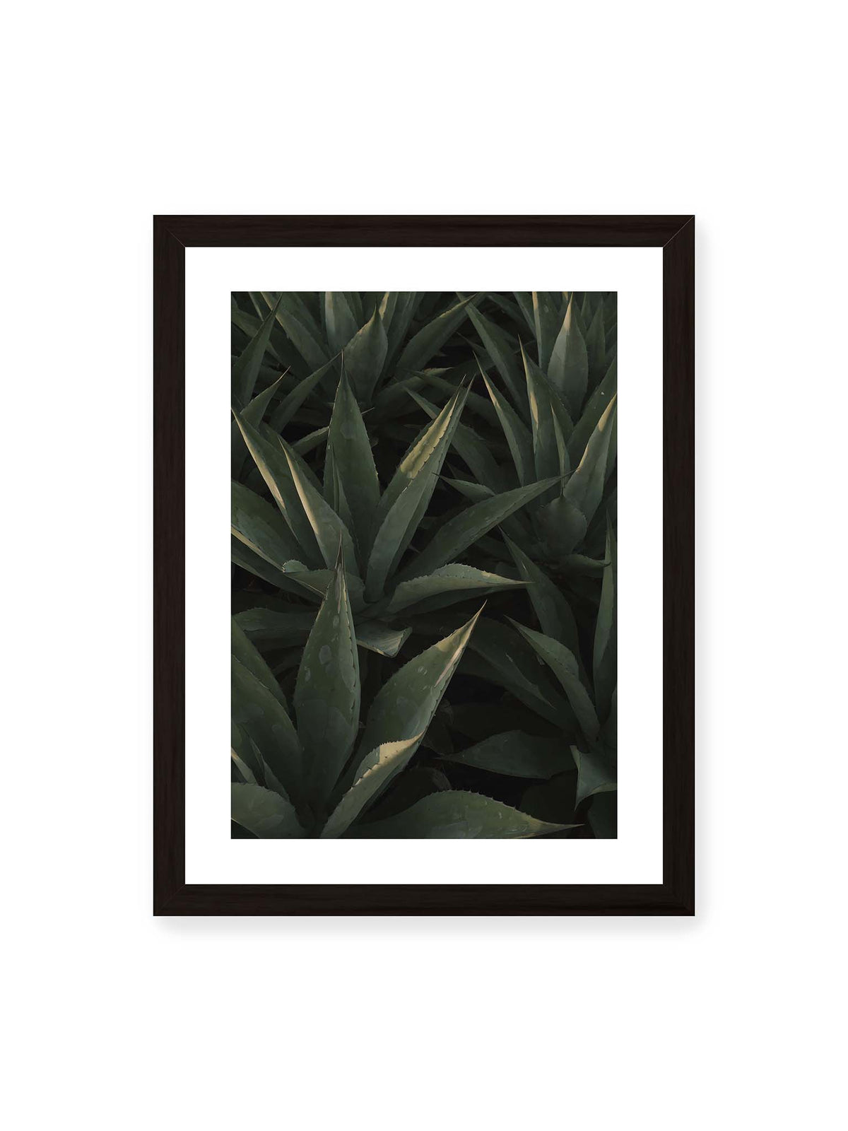 30x40 cm, weißer Galerie-Rand, schwarzer Rahmen – Dicht stehende grüne Agaven mit spitzen, überlagerten Blättern und schmalen Lichtakzenten.