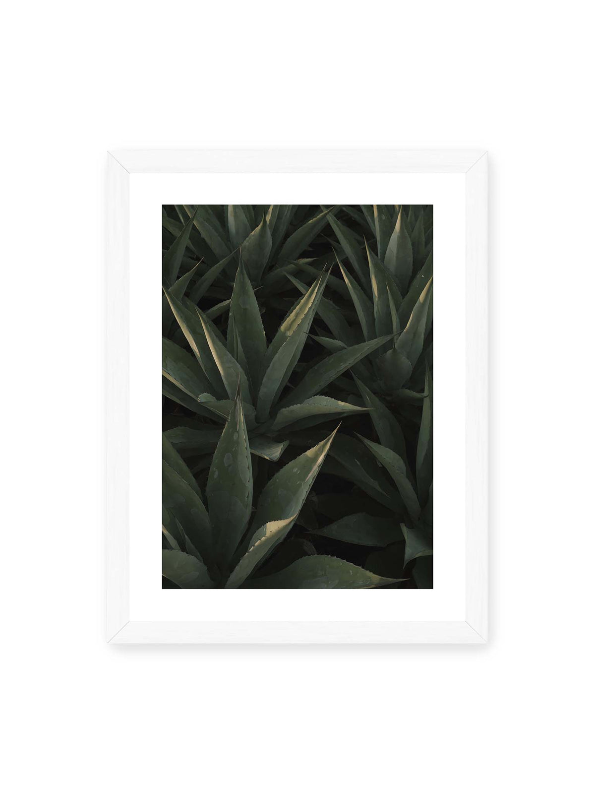 30x40 cm, weißer Galerie-Rand, weißer Rahmen – Dicht stehende grüne Agaven mit spitzen, überlagerten Blättern und schmalen Lichtakzenten.