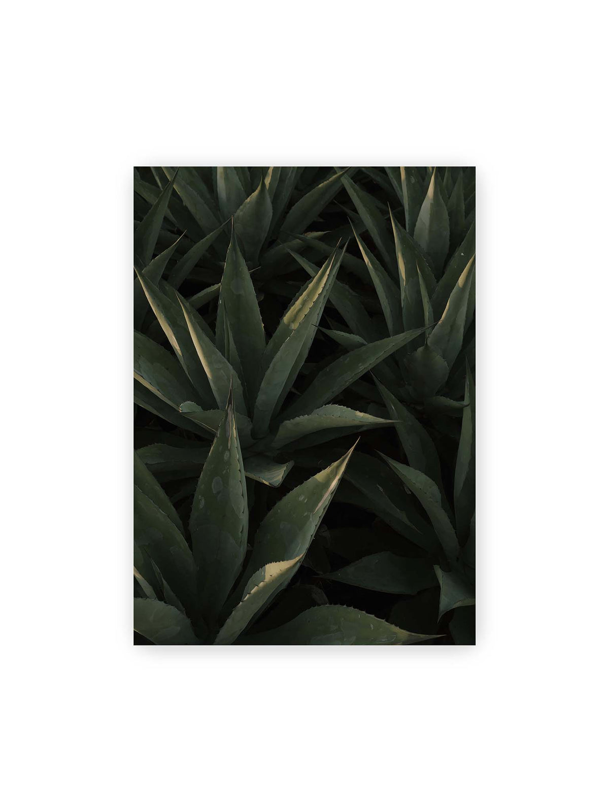 50x70 cm – Dicht stehende grüne Agaven mit spitzen, überlagerten Blättern und schmalen Lichtakzenten.
