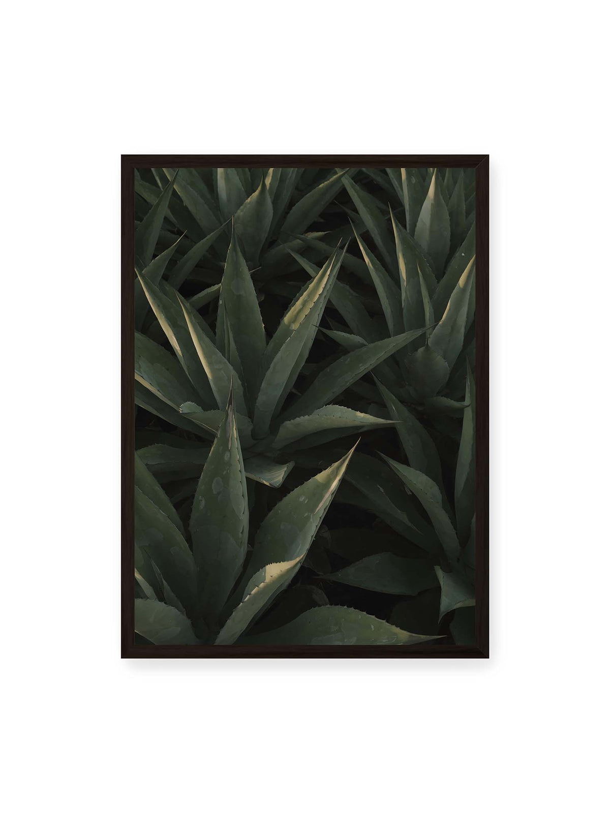 50x70 cm, schwarzer Rahmen – Dicht stehende grüne Agaven mit spitzen, überlagerten Blättern und schmalen Lichtakzenten.