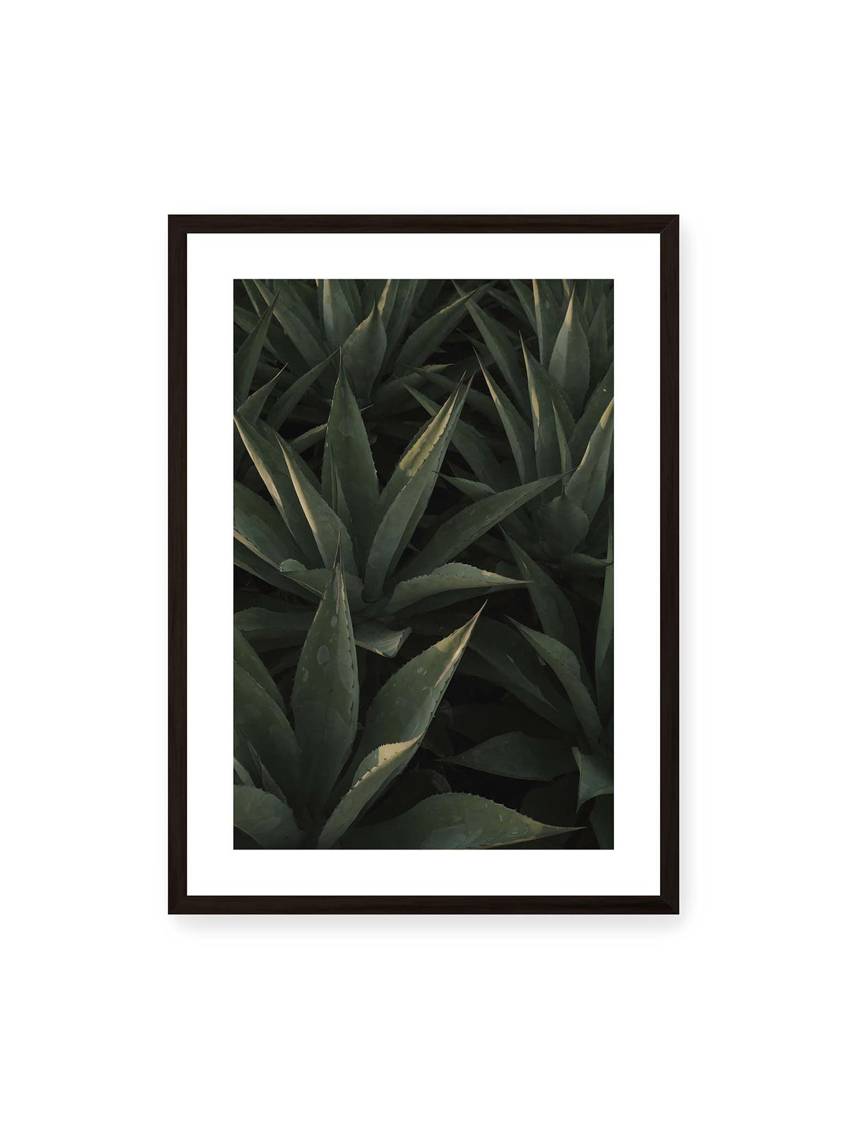 50x70 cm, weißer Galerie-Rand, schwarzer Rahmen – Dicht stehende grüne Agaven mit spitzen, überlagerten Blättern und schmalen Lichtakzenten.