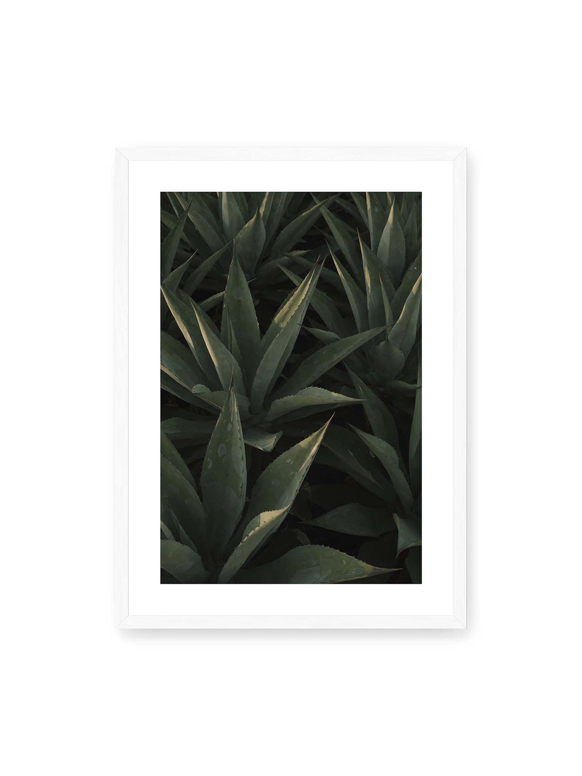 50x70 cm, weißer Galerie-Rand, weißer Rahmen – Dicht stehende grüne Agaven mit spitzen, überlagerten Blättern und schmalen Lichtakzenten.