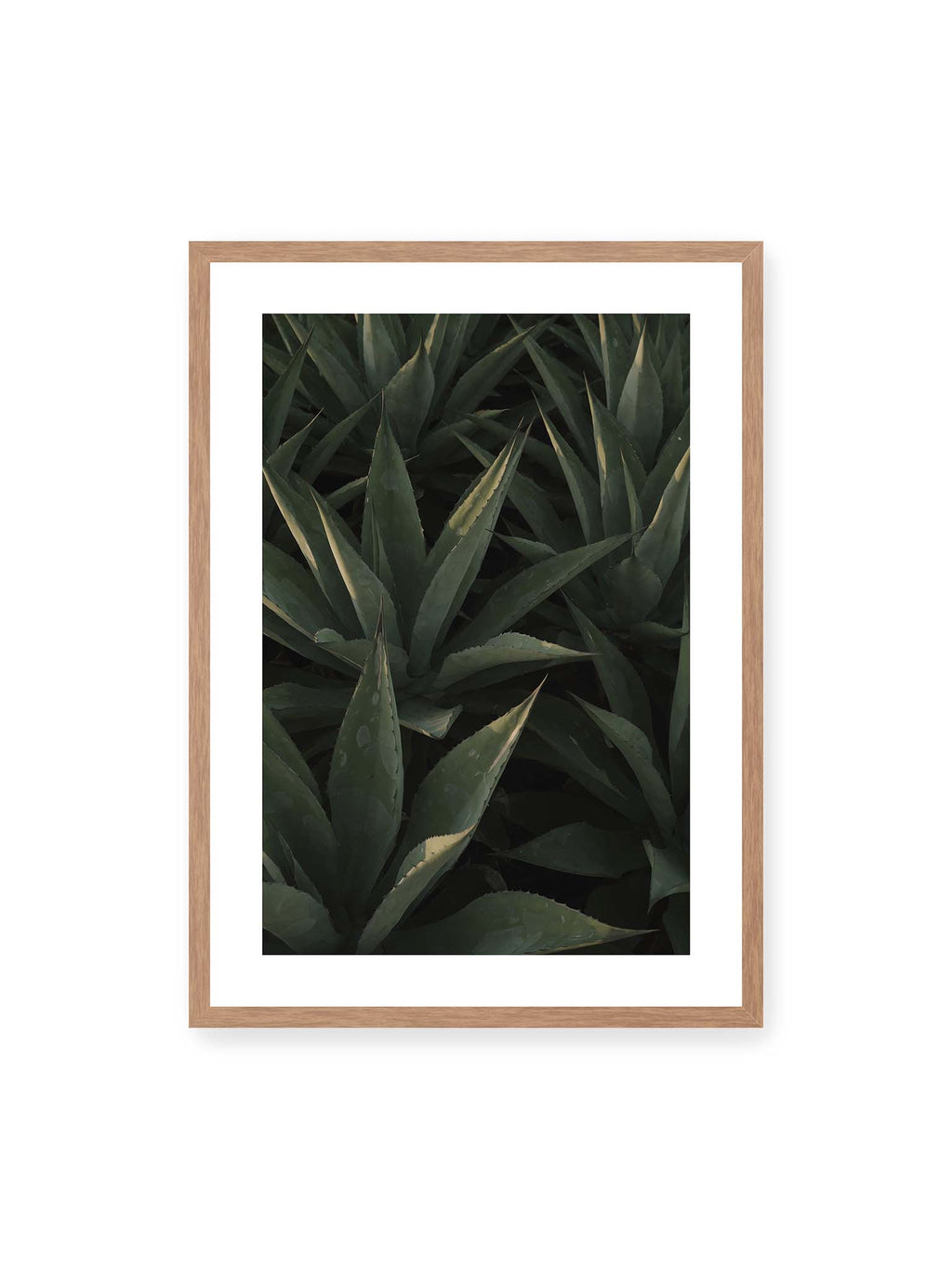 Midnight Agave