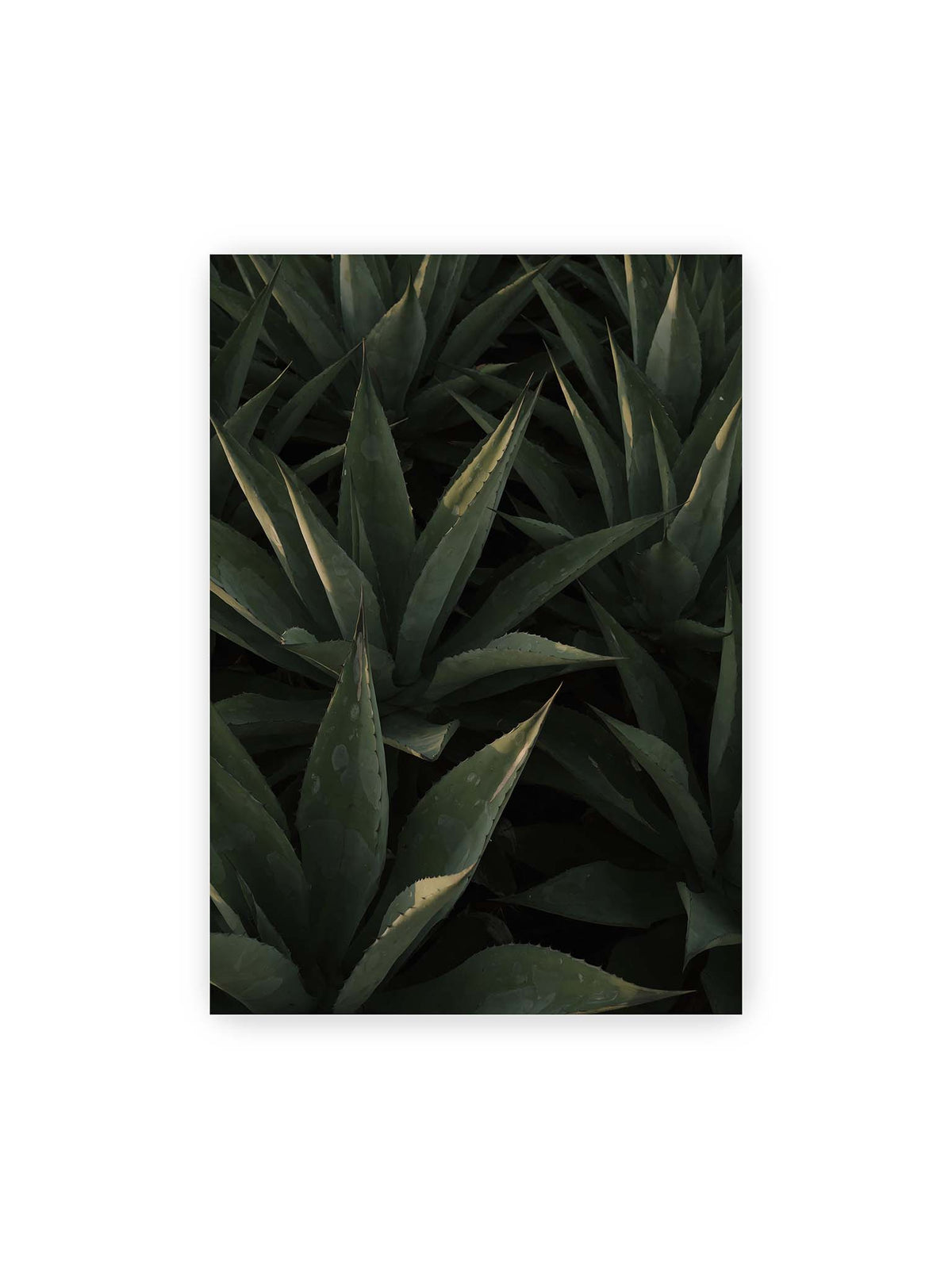 70x100 cm – Dicht stehende grüne Agaven mit spitzen, überlagerten Blättern und schmalen Lichtakzenten.