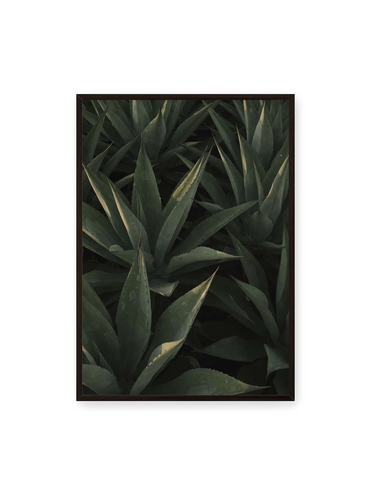 70x100 cm, schwarzer Rahmen – Dicht stehende grüne Agaven mit spitzen, überlagerten Blättern und schmalen Lichtakzenten.