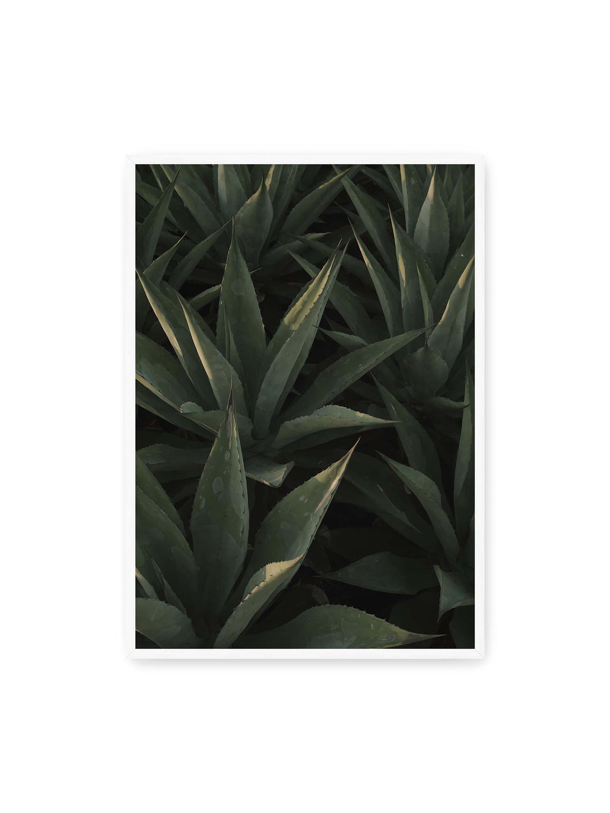 70x100 cm, weißer Rahmen – Dicht stehende grüne Agaven mit spitzen, überlagerten Blättern und schmalen Lichtakzenten.
