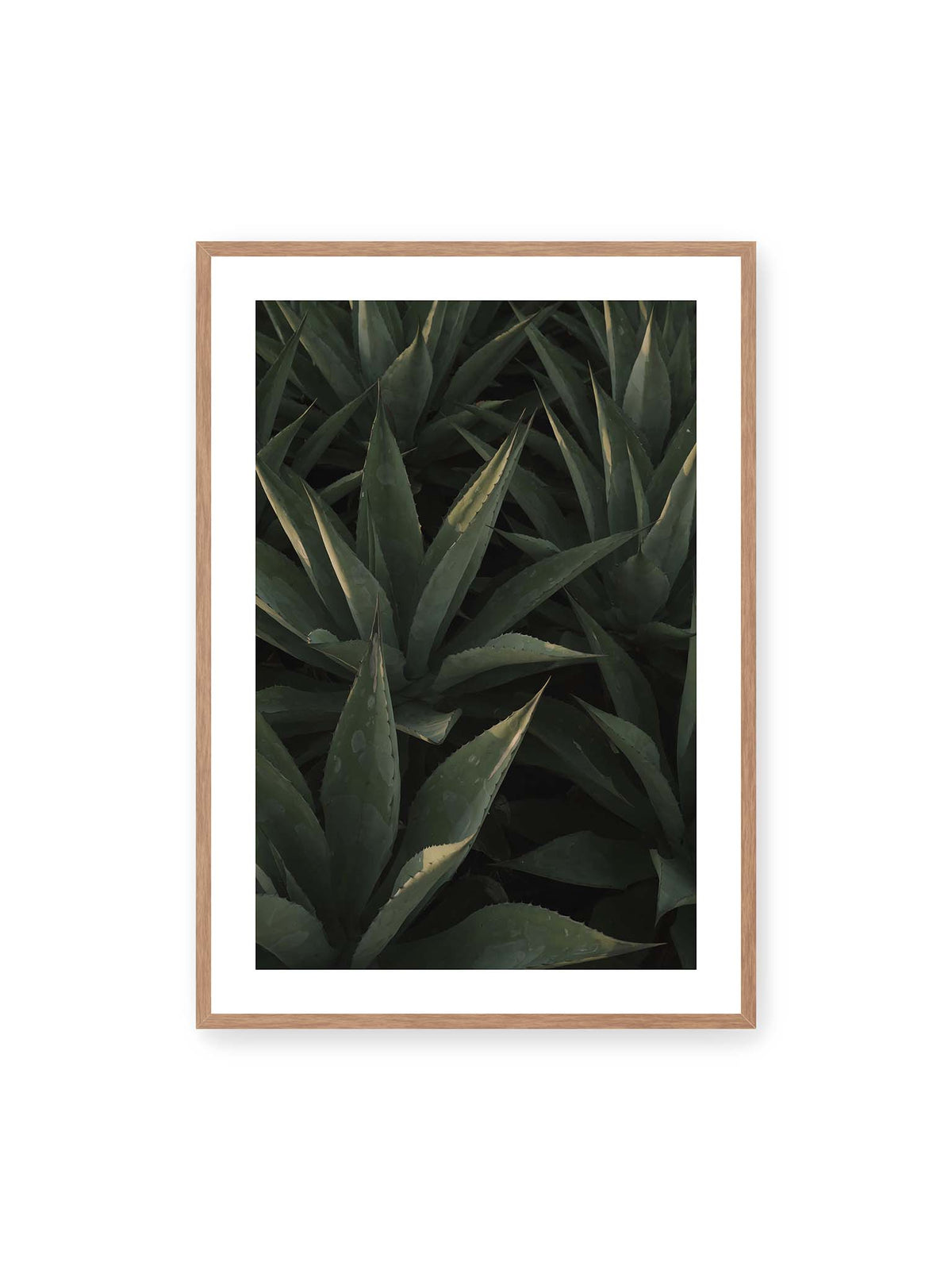 70x100 cm, weißer Galerie-Rand, Eichenrahmen – Dicht stehende grüne Agaven mit spitzen, überlagerten Blättern und schmalen Lichtakzenten.