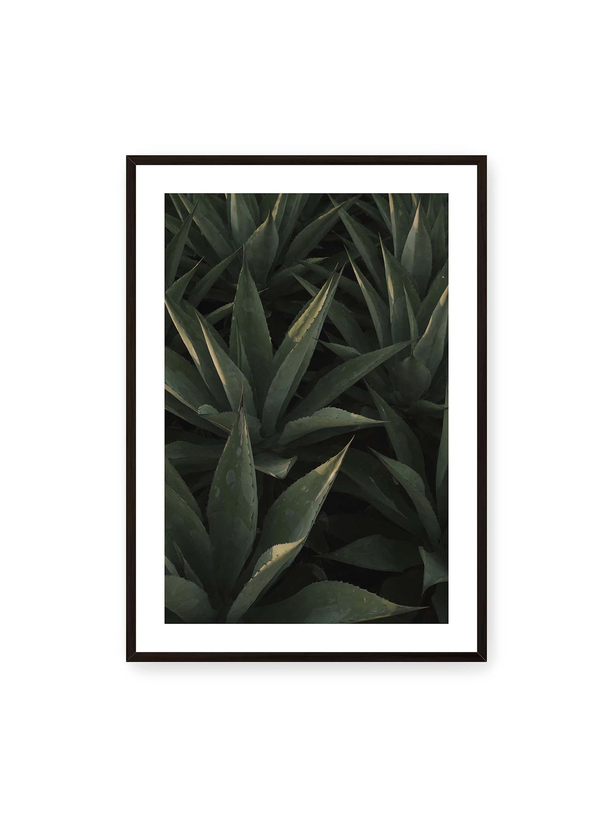 70x100 cm, weißer Galerie-Rand, schwarzer Rahmen – Dicht stehende grüne Agaven mit spitzen, überlagerten Blättern und schmalen Lichtakzenten.