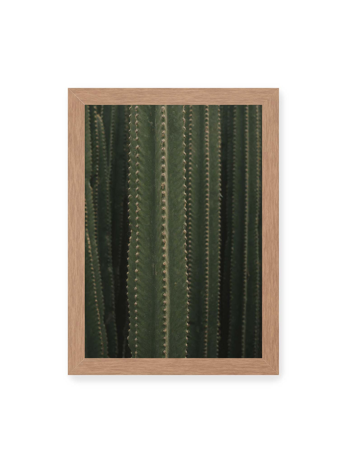 21x30 cm, Eichenrahmen – Dicht stehende grüne Kakteen mit vertikalen Rippen und regelmäßig angeordneten kleinen Dornen.
