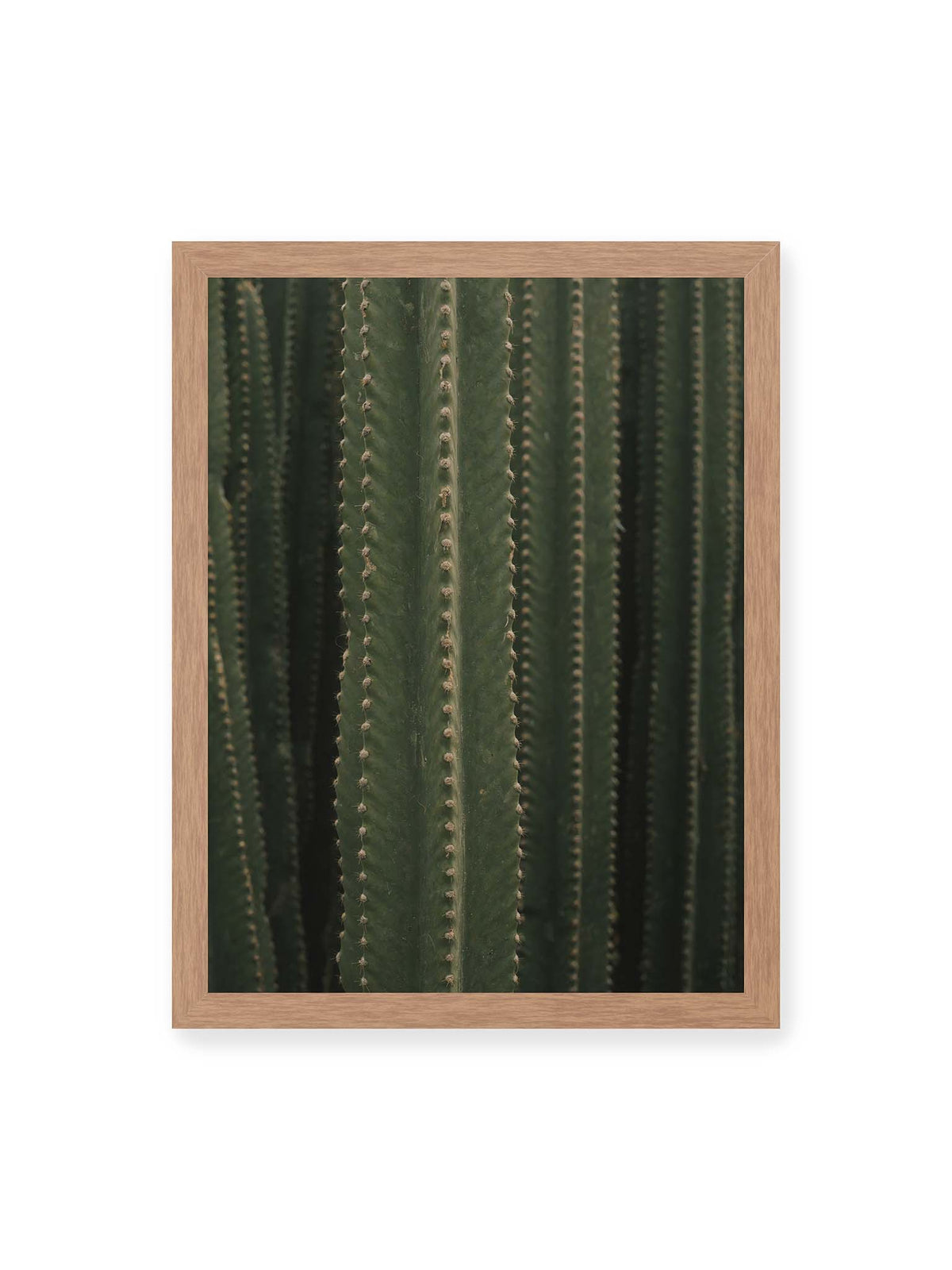 30x40 cm, Eichenrahmen – Dicht stehende grüne Kakteen mit vertikalen Rippen und regelmäßig angeordneten kleinen Dornen.