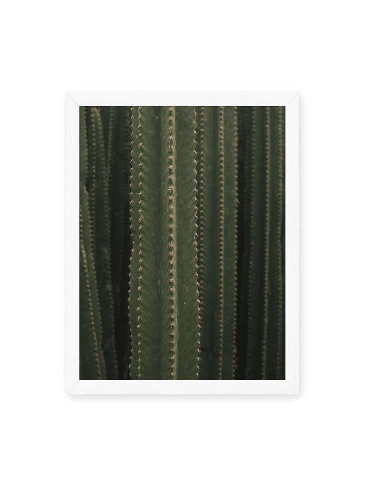 30x40 cm, weißer Rahmen – Dicht stehende grüne Kakteen mit vertikalen Rippen und regelmäßig angeordneten kleinen Dornen.