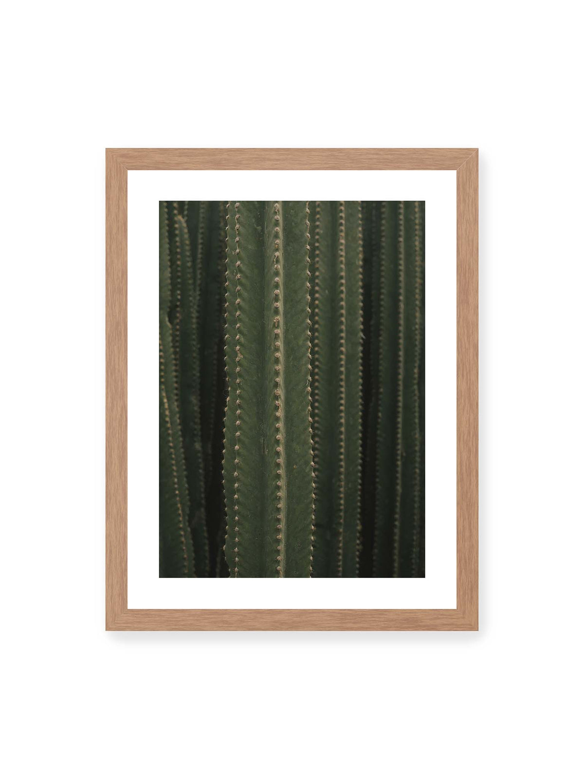 30x40 cm, weißer Galerie-Rand, Eichenrahmen – Dicht stehende grüne Kakteen mit vertikalen Rippen und regelmäßig angeordneten kleinen Dornen.
