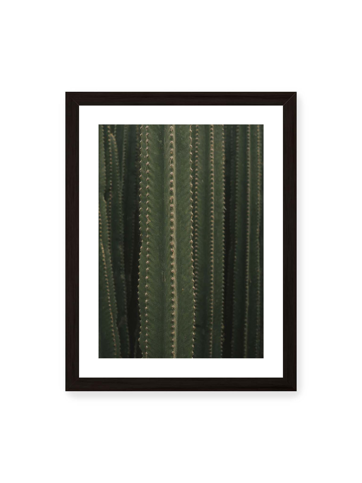 30x40 cm, weißer Galerie-Rand, schwarzer Rahmen – Dicht stehende grüne Kakteen mit vertikalen Rippen und regelmäßig angeordneten kleinen Dornen.