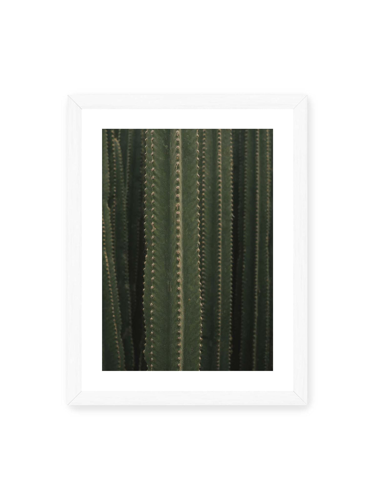 30x40 cm, weißer Galerie-Rand, weißer Rahmen – Dicht stehende grüne Kakteen mit vertikalen Rippen und regelmäßig angeordneten kleinen Dornen.