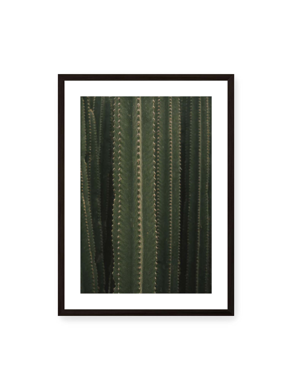 50x70 cm, weißer Galerie-Rand, schwarzer Rahmen – Dicht stehende grüne Kakteen mit vertikalen Rippen und regelmäßig angeordneten kleinen Dornen.