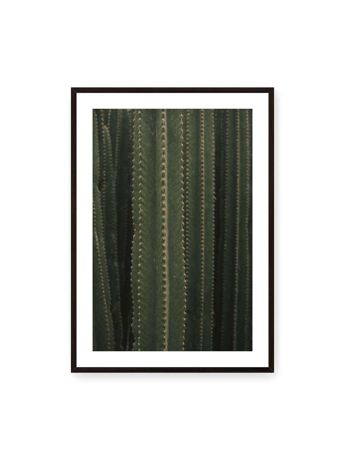 70x100 cm, weißer Galerie-Rand, schwarzer Rahmen – Dicht stehende grüne Kakteen mit vertikalen Rippen und regelmäßig angeordneten kleinen Dornen.