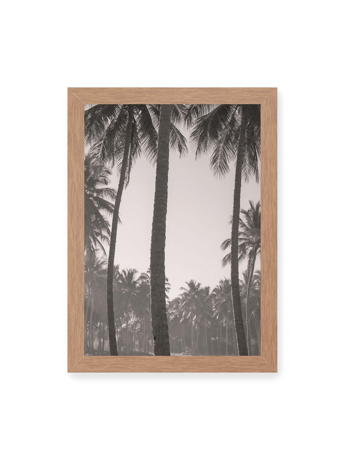 21x30 cm, Eichenrahmen – Hohe Palmenstämme rahmen eine helle Öffnung über dicht gestaffelten Palmen im Hintergrund.