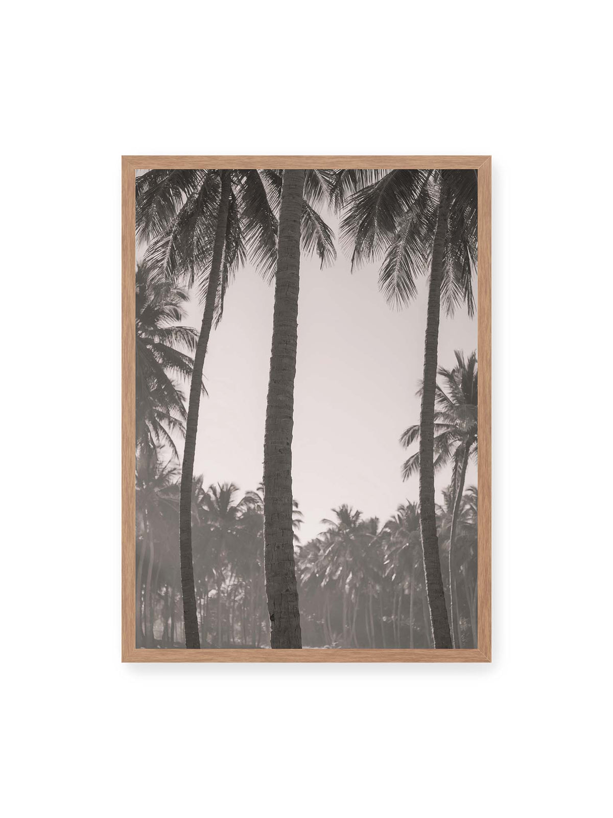50x70 cm, Eichenrahmen – Hohe Palmenstämme rahmen eine helle Öffnung über dicht gestaffelten Palmen im Hintergrund.