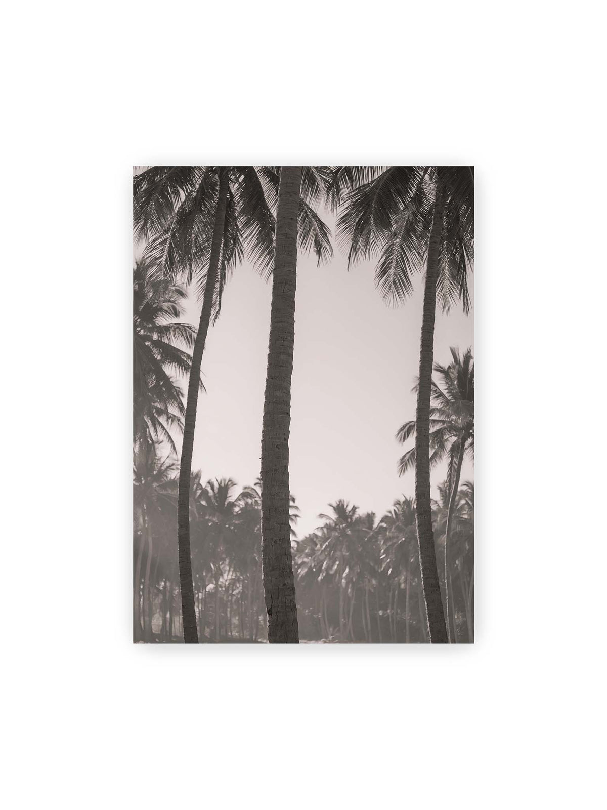50x70 cm – Hohe Palmenstämme rahmen eine helle Öffnung über dicht gestaffelten Palmen im Hintergrund.