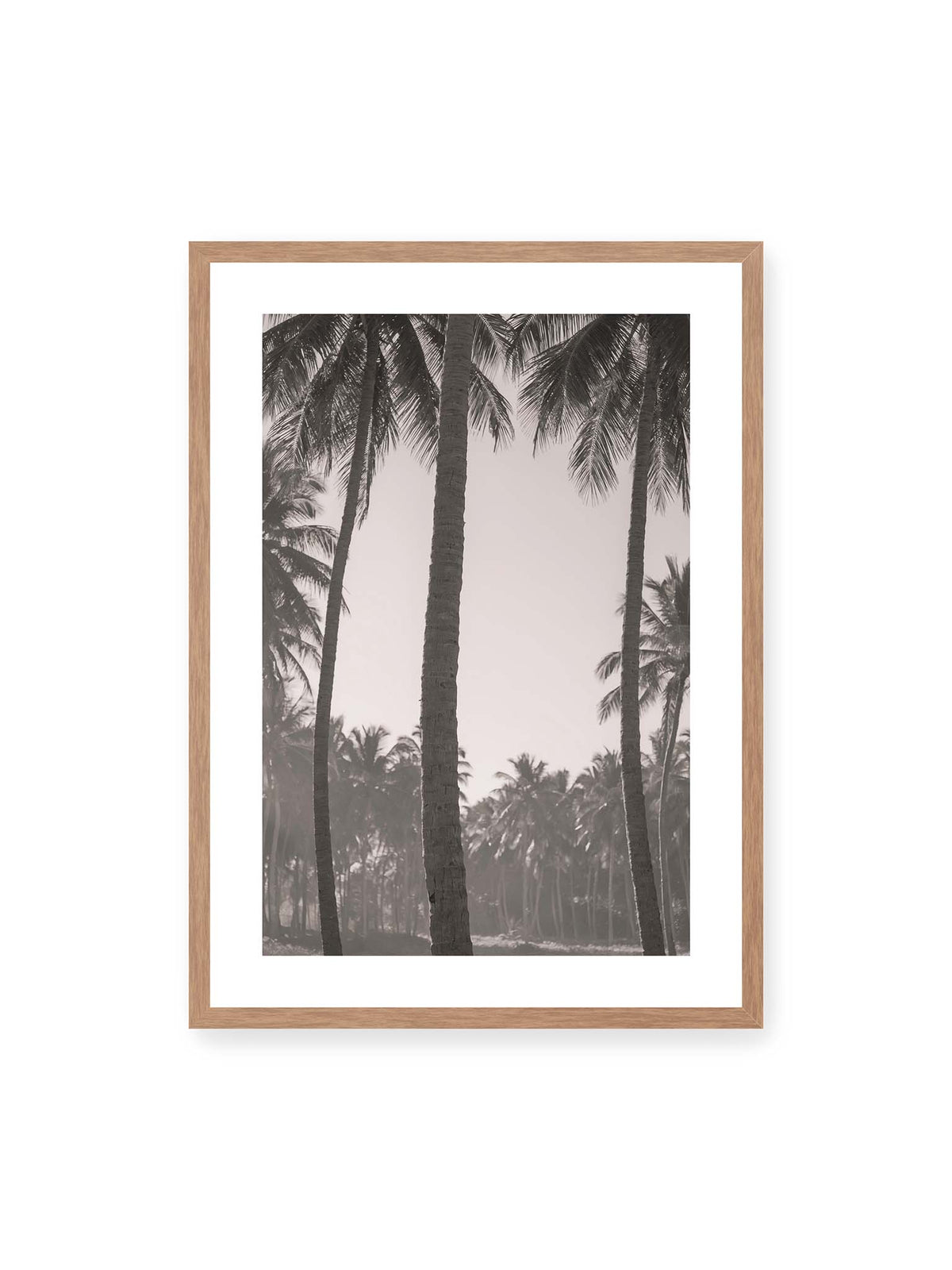 Palms in Reverie