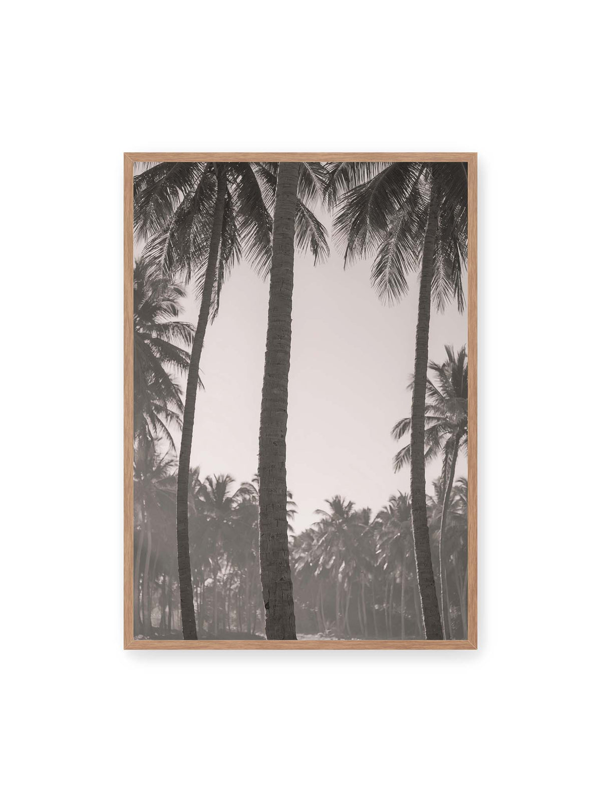 70x100 cm, Eichenrahmen – Hohe Palmenstämme rahmen eine helle Öffnung über dicht gestaffelten Palmen im Hintergrund.