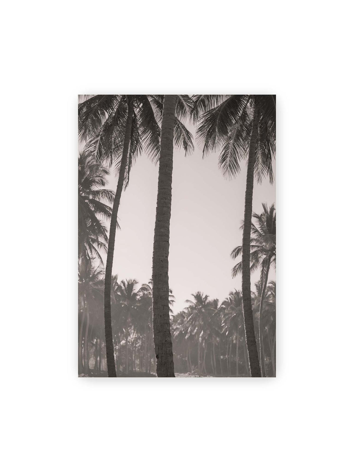 70x100 cm – Hohe Palmenstämme rahmen eine helle Öffnung über dicht gestaffelten Palmen im Hintergrund.